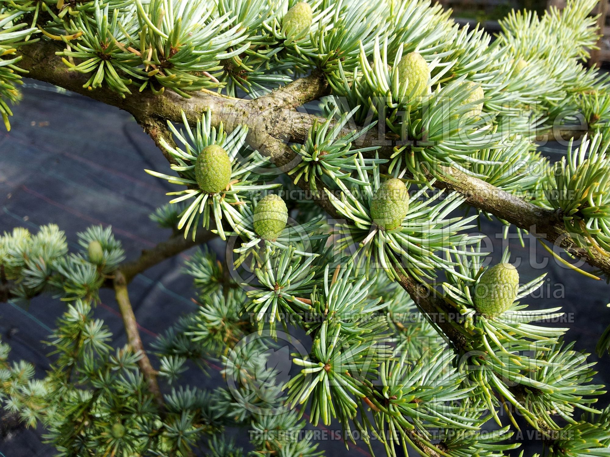Cedrus Glauca (Blue Atlas Cedar) 1