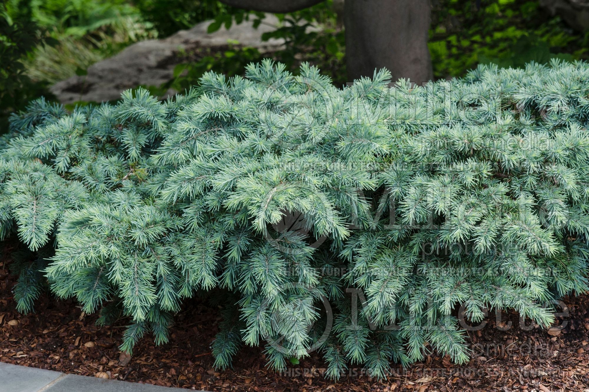 Cedrus Prostrate Beauty (Cedar conifer) 3