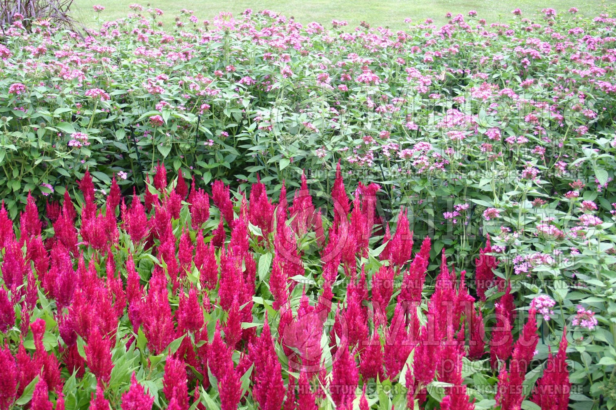 Celosia Century Rose (Cockscomb) 1