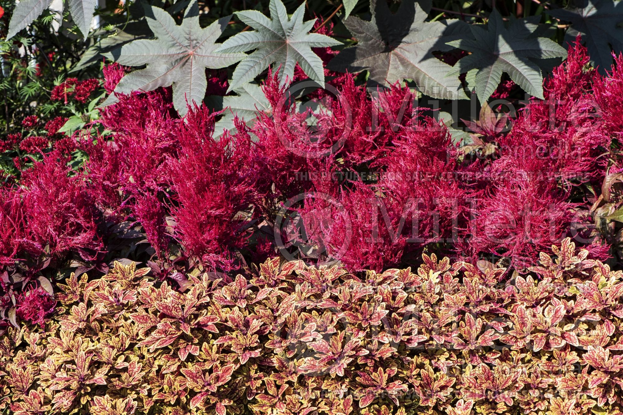 Celosia Dragon's Breath (Cockscomb) 2