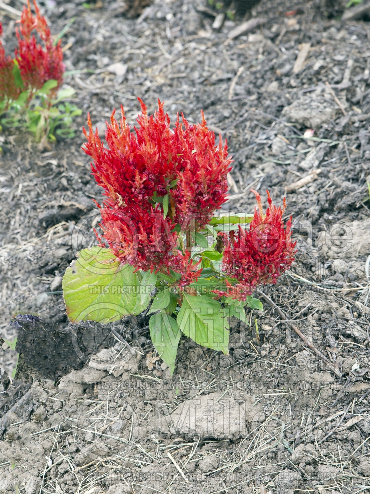 Celosia First Flame Orange (Celosia) 1