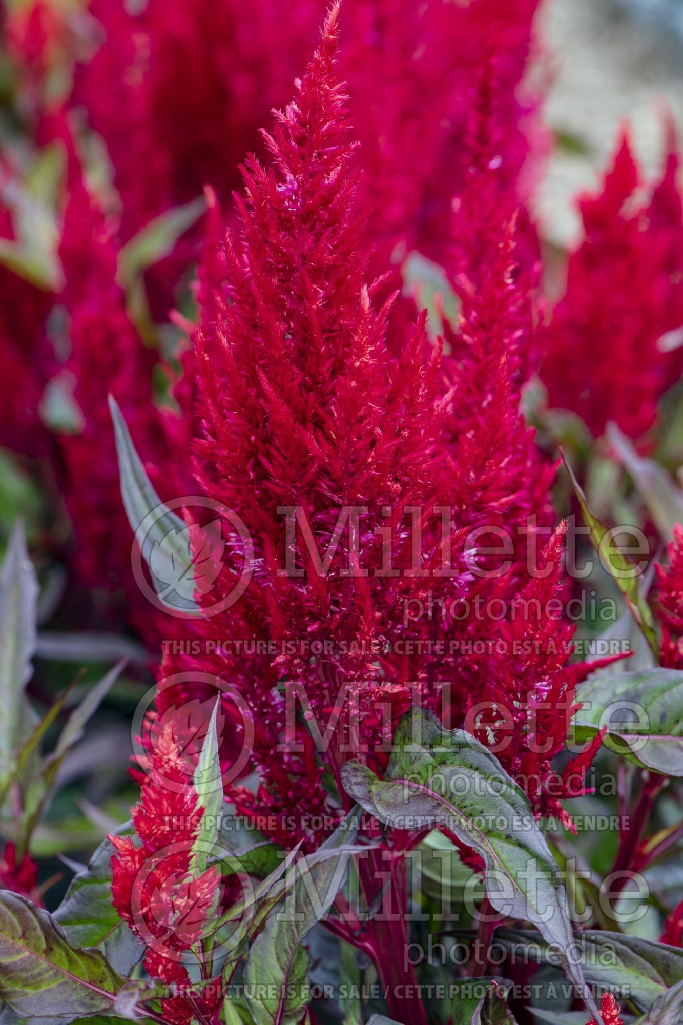 Celosia Century Red (Cockscomb) 2