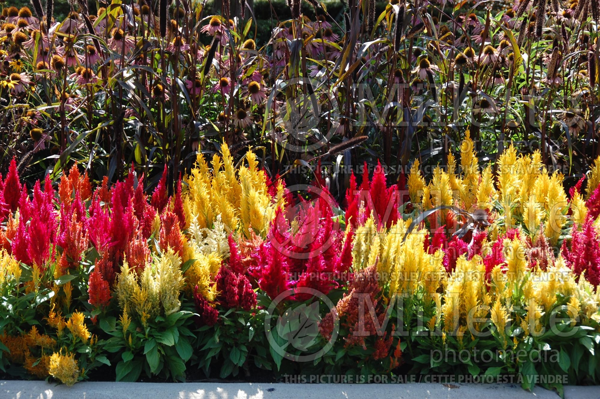 Celosia Fresh Look Mix (Cockscomb) 1