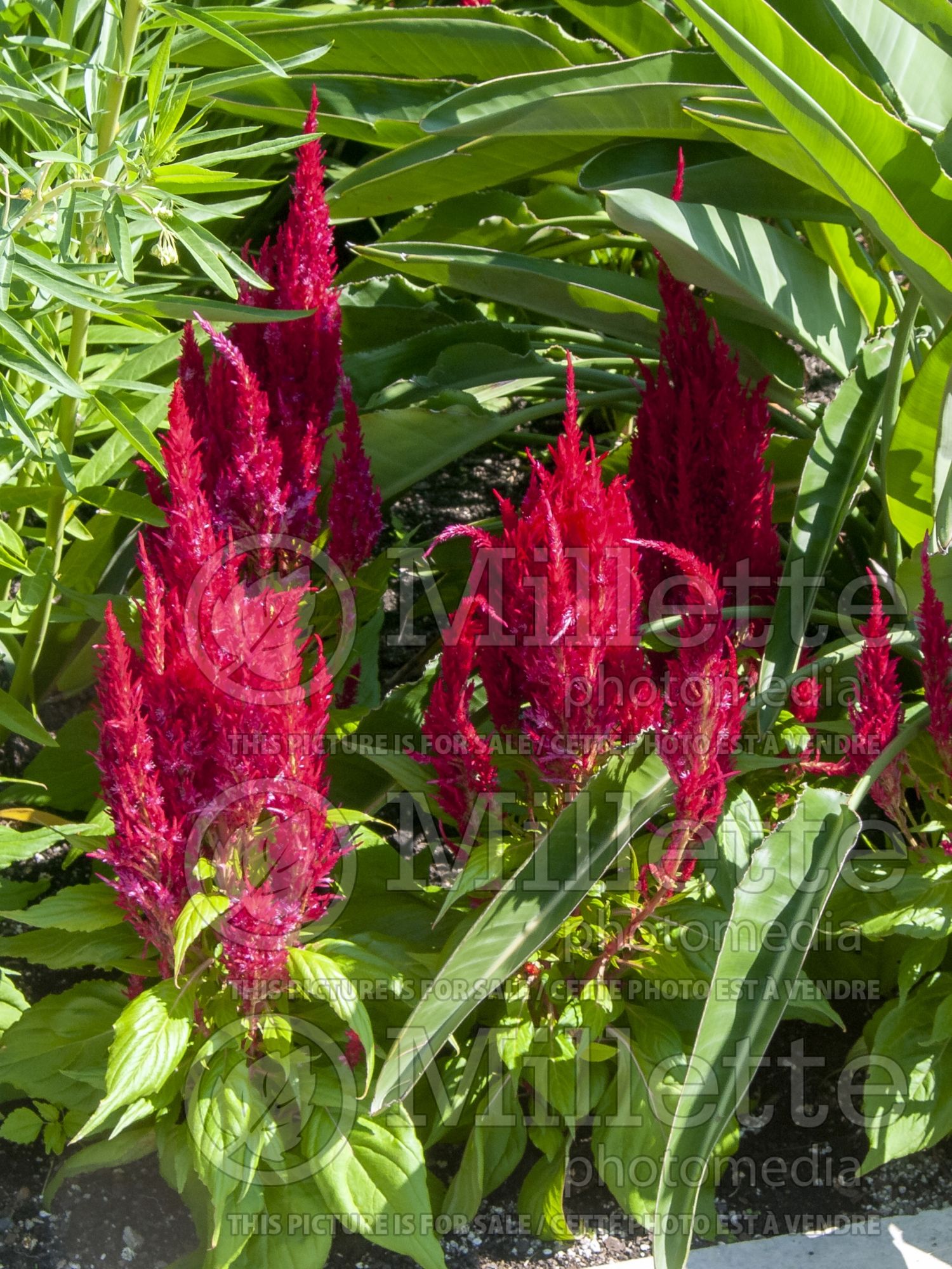 Celosia Fresh Look Red (Cockscomb) 1