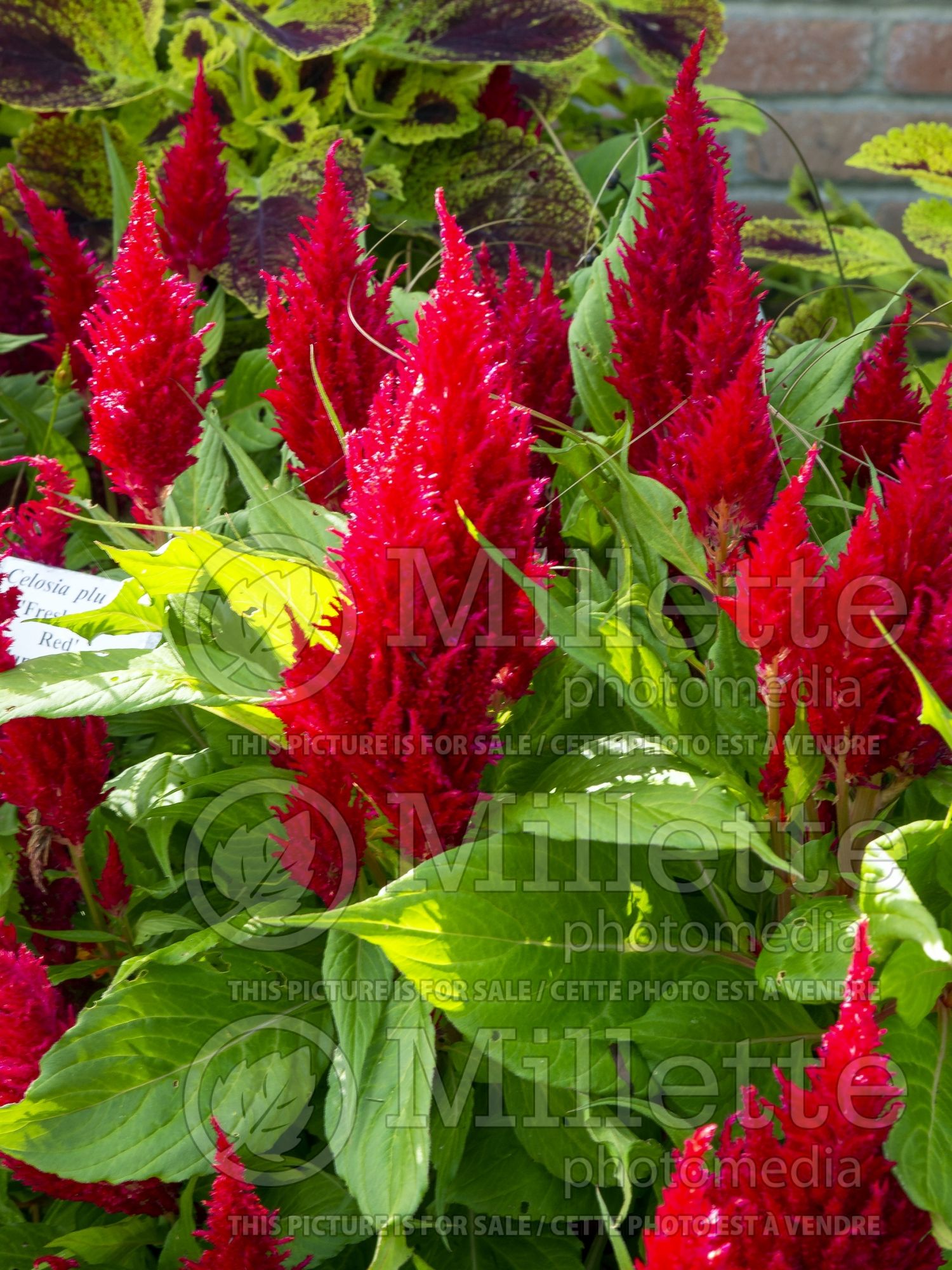 Celosia Fresh Look Red (Cockscomb) 2
