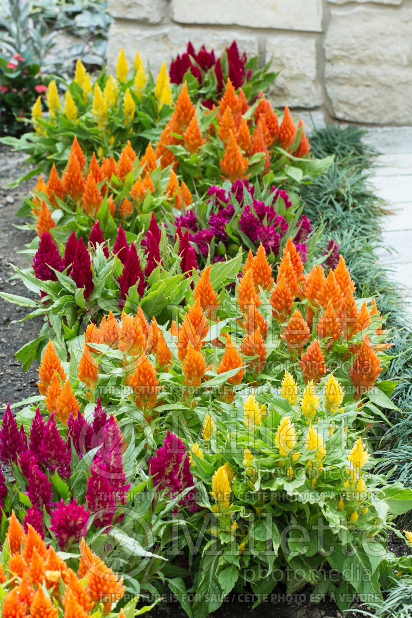 Celosia Mix (Celosia) 2