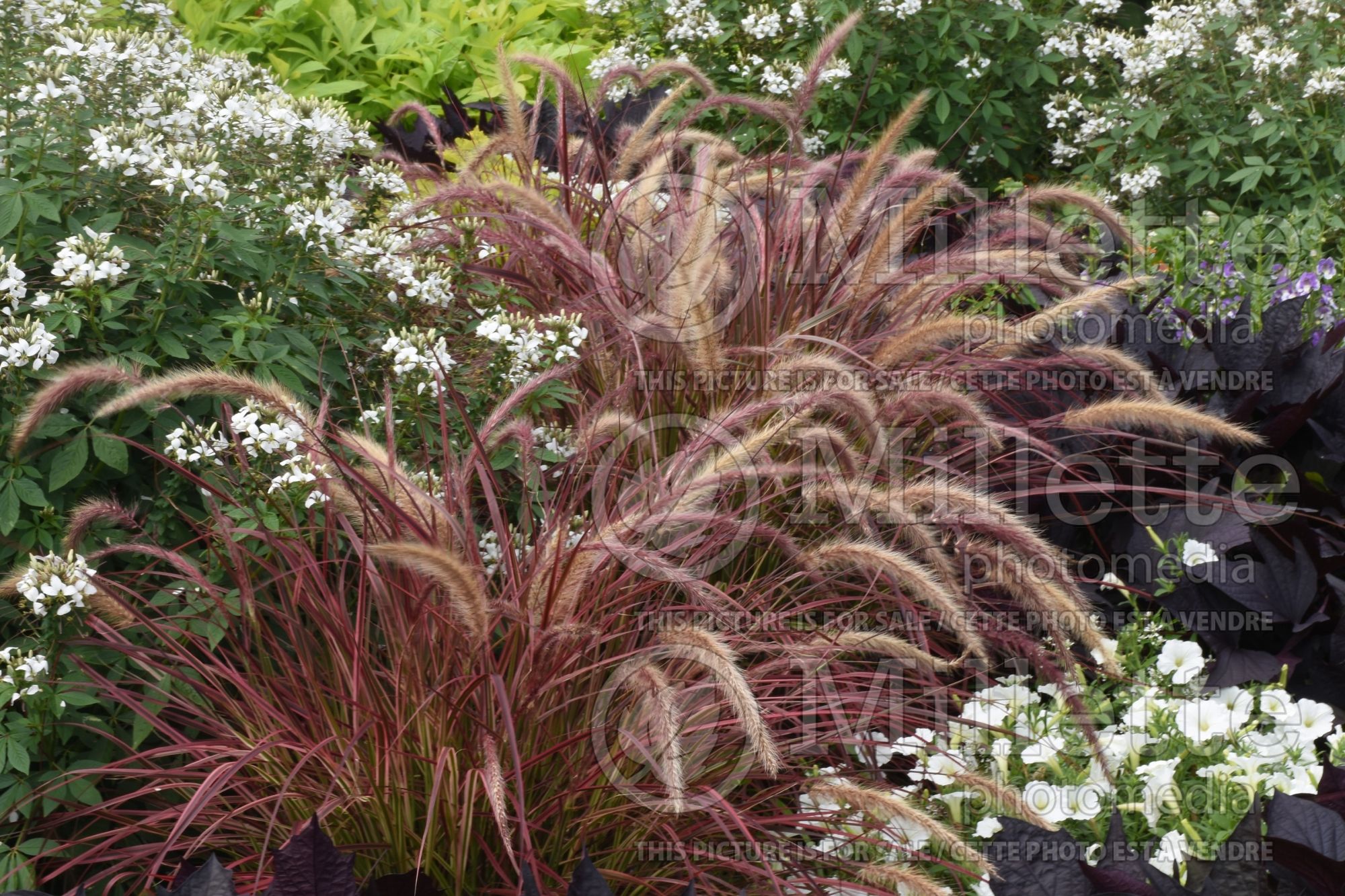 Cenchrus aka Pennisetum Fireworks (Fountain Grass) 13