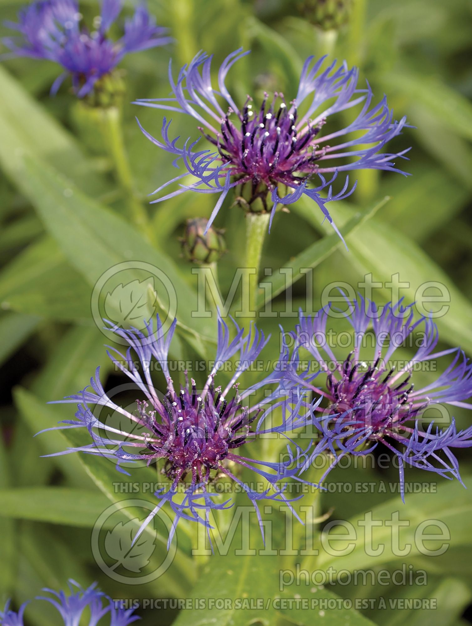 Centaurea cyanus (Mountain Cornflower, Knapweed Bachelor's Buttons) 7