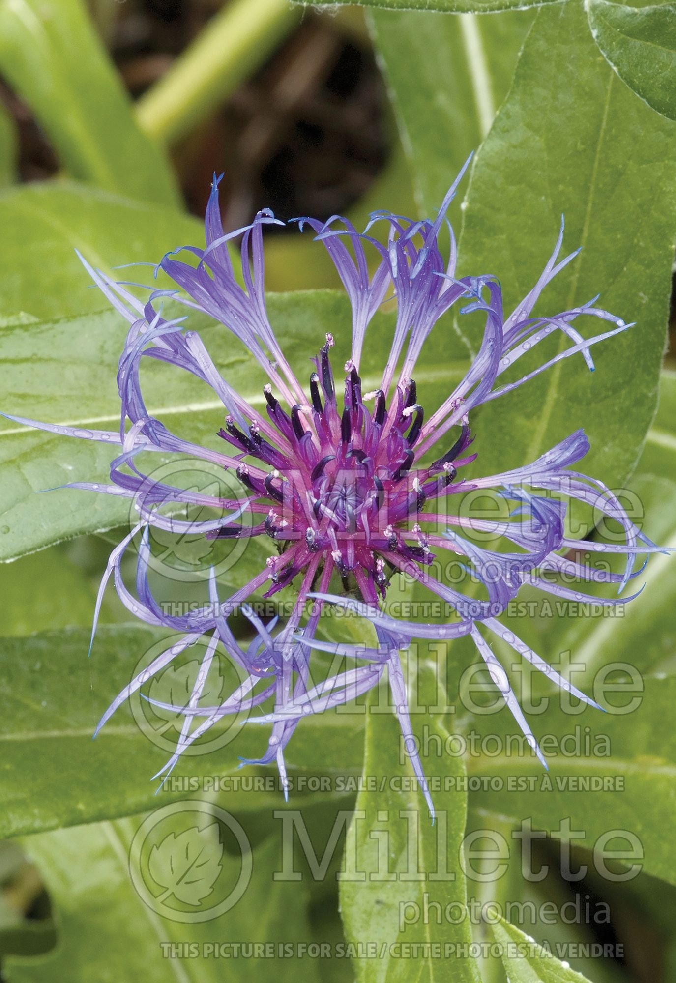 Centaurea cyanus (Mountain Cornflower, Knapweed Bachelor's Buttons) 9