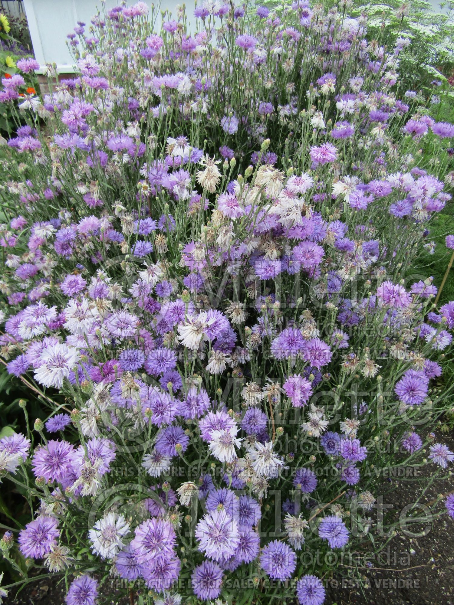 Centaurea cyanus (Mountain Cornflower, Knapweed Bachelor's Buttons) 2