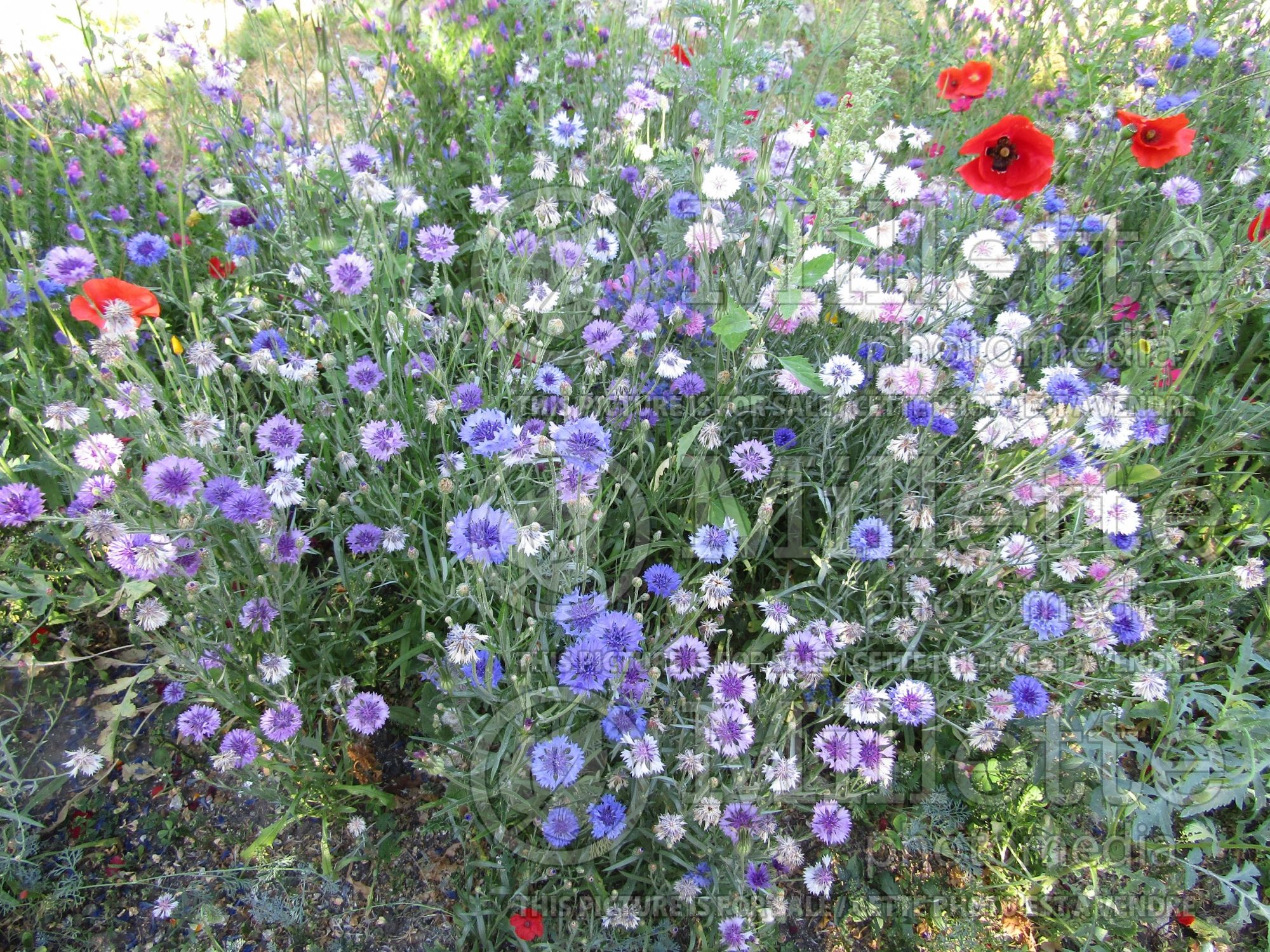 Centaurea cyanus (Mountain Cornflower, Knapweed Bachelor's Buttons) 3