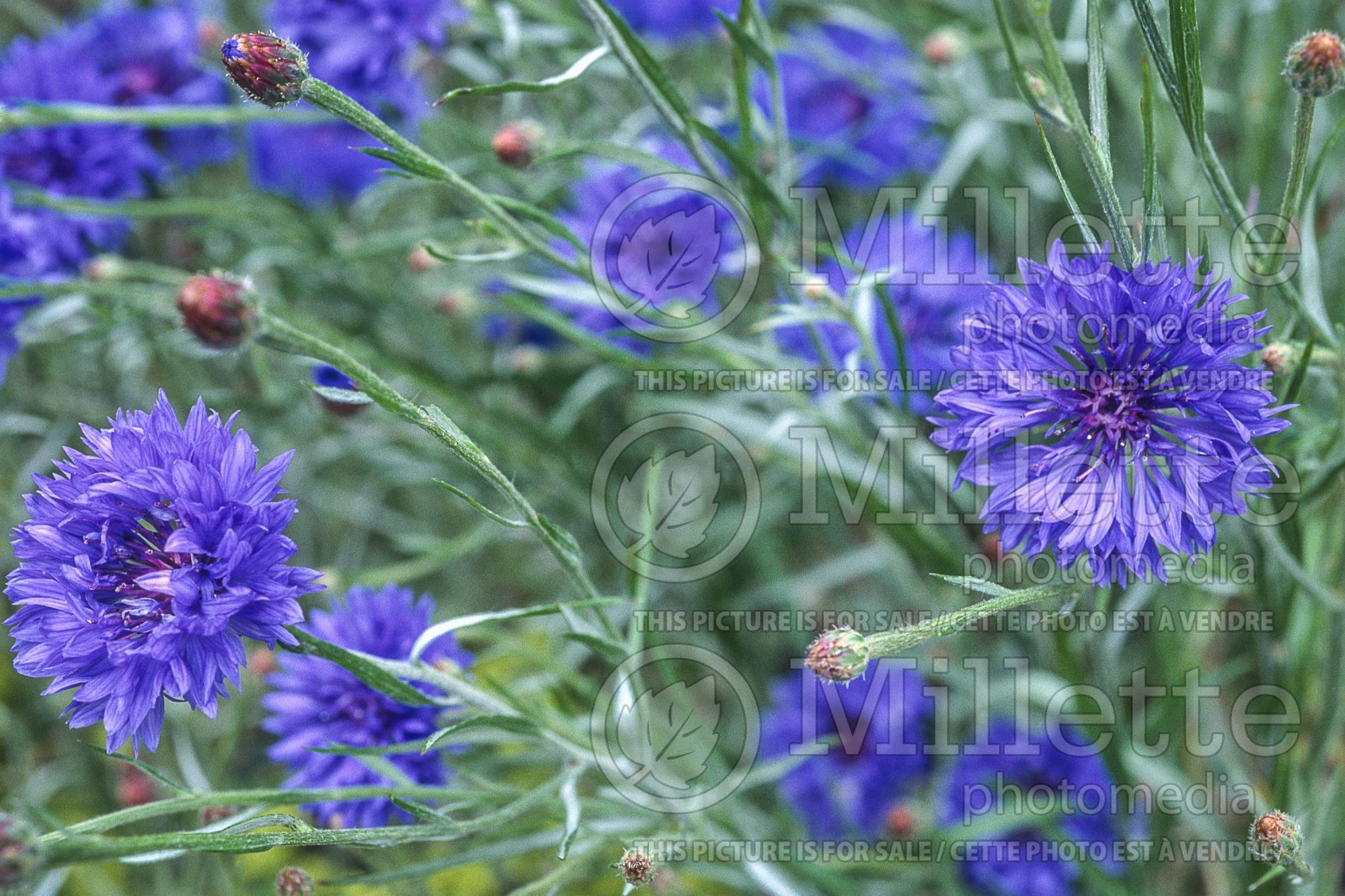 Centaurea cyanus (Mountain Cornflower, Knapweed Bachelor's Buttons) 6