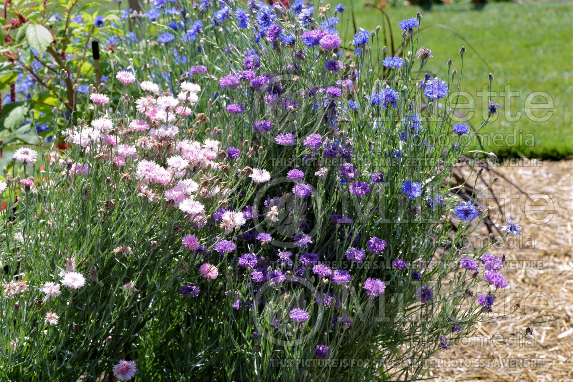 Centaurea cyanus (Mountain Cornflower, Knapweed Bachelor's Buttons) 4