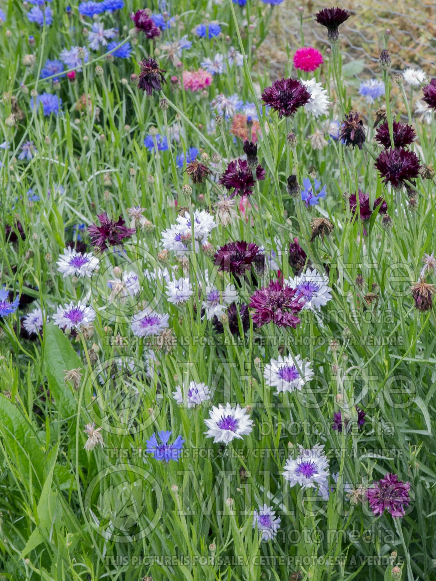 Centaurea Mix (knapweeds Bachelor's Button, Cornflower) 1