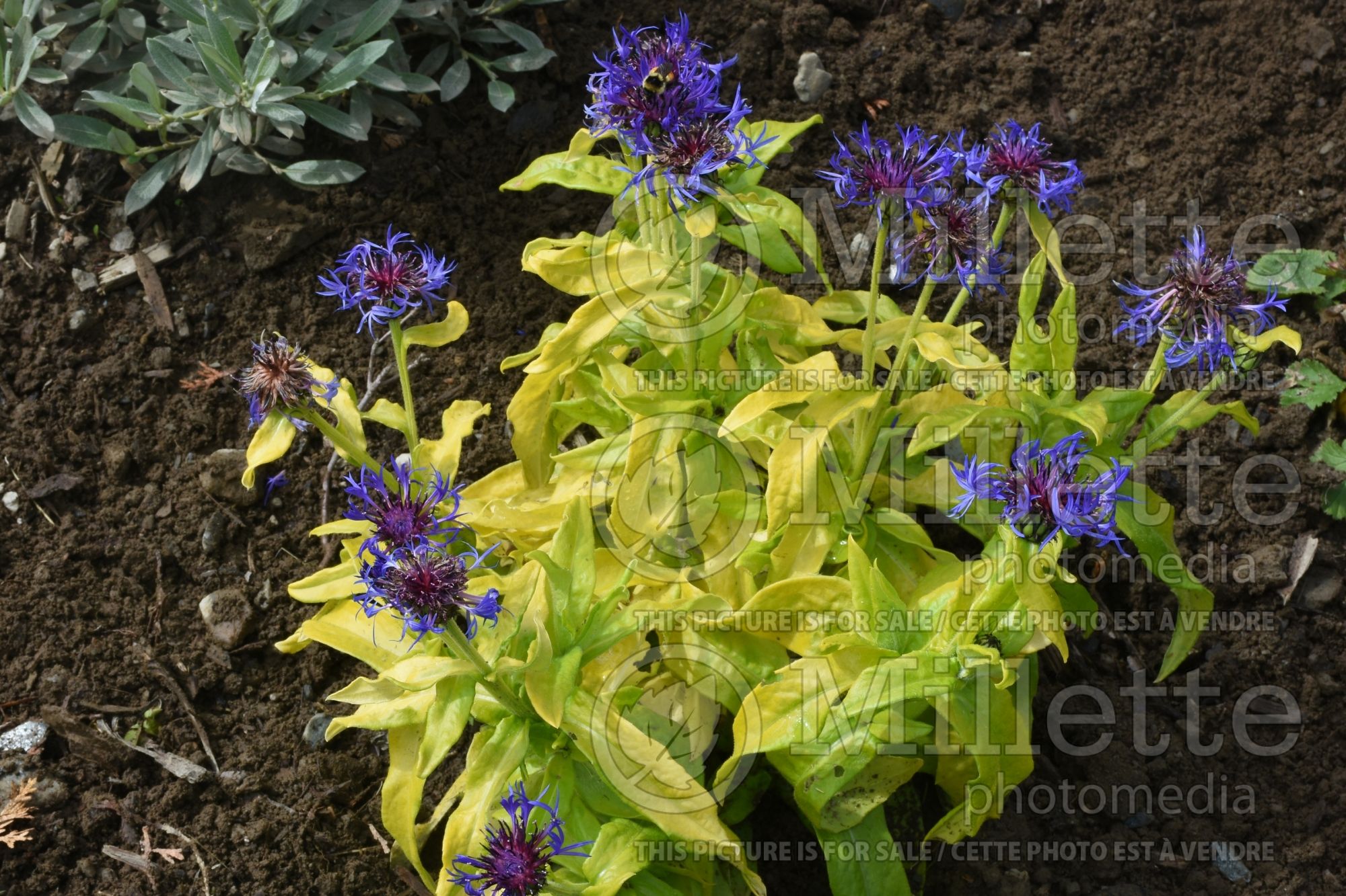 Centaurea Gold Bullion (Mountain Cornflower, Knapweed) 2