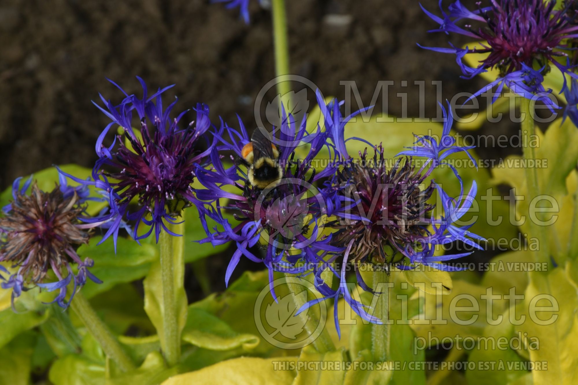 Centaurea Gold Bullion (Mountain Cornflower, Knapweed) 3