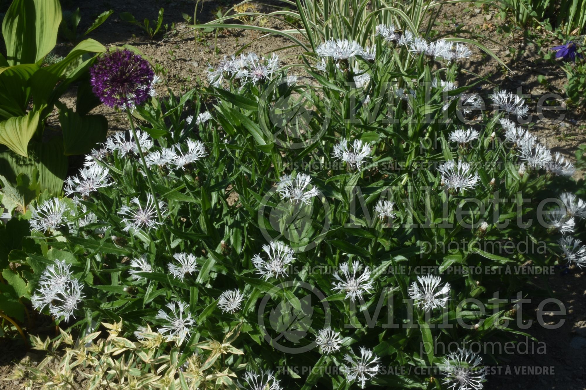 Centaurea Lady Flora Hastings (knapweeds Bachelor's Button, Cornflower) 1