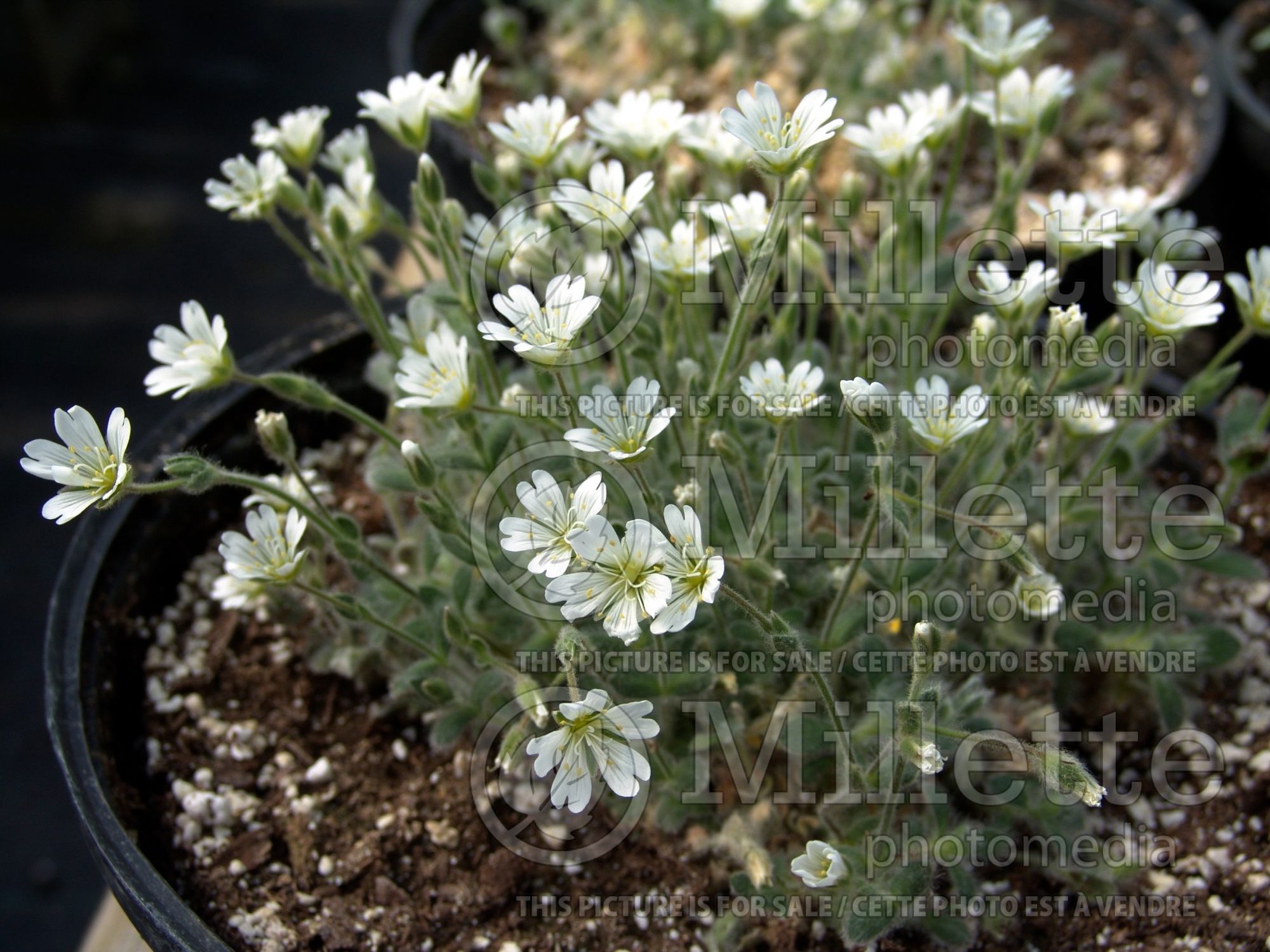 Cerastium alpinum lanatum (Wooly Alpine Mouse Ears Alpine Chickweed) 1