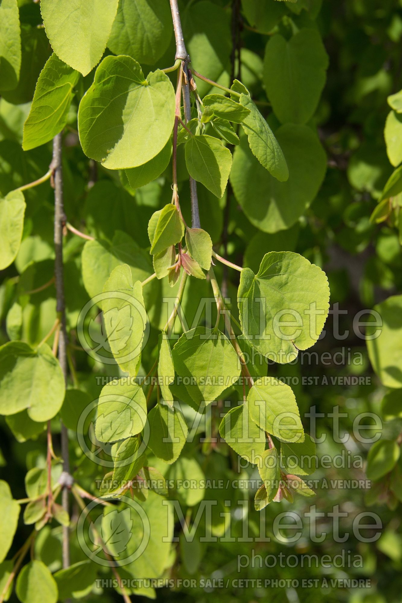 Cercidiphyllum Pendula (Katsura Tree) 9