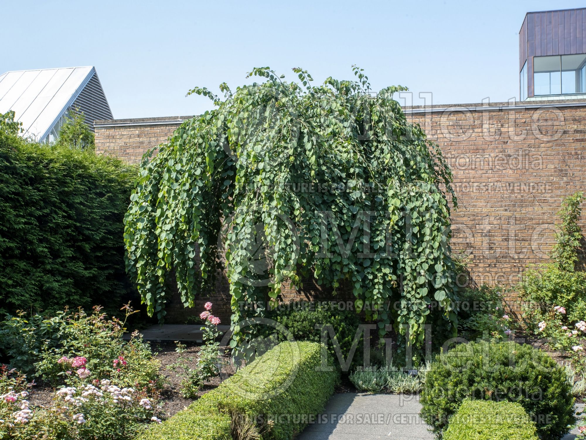 Cercidiphyllum Amazing Grace (Katsuratree Judas-tree) 1
