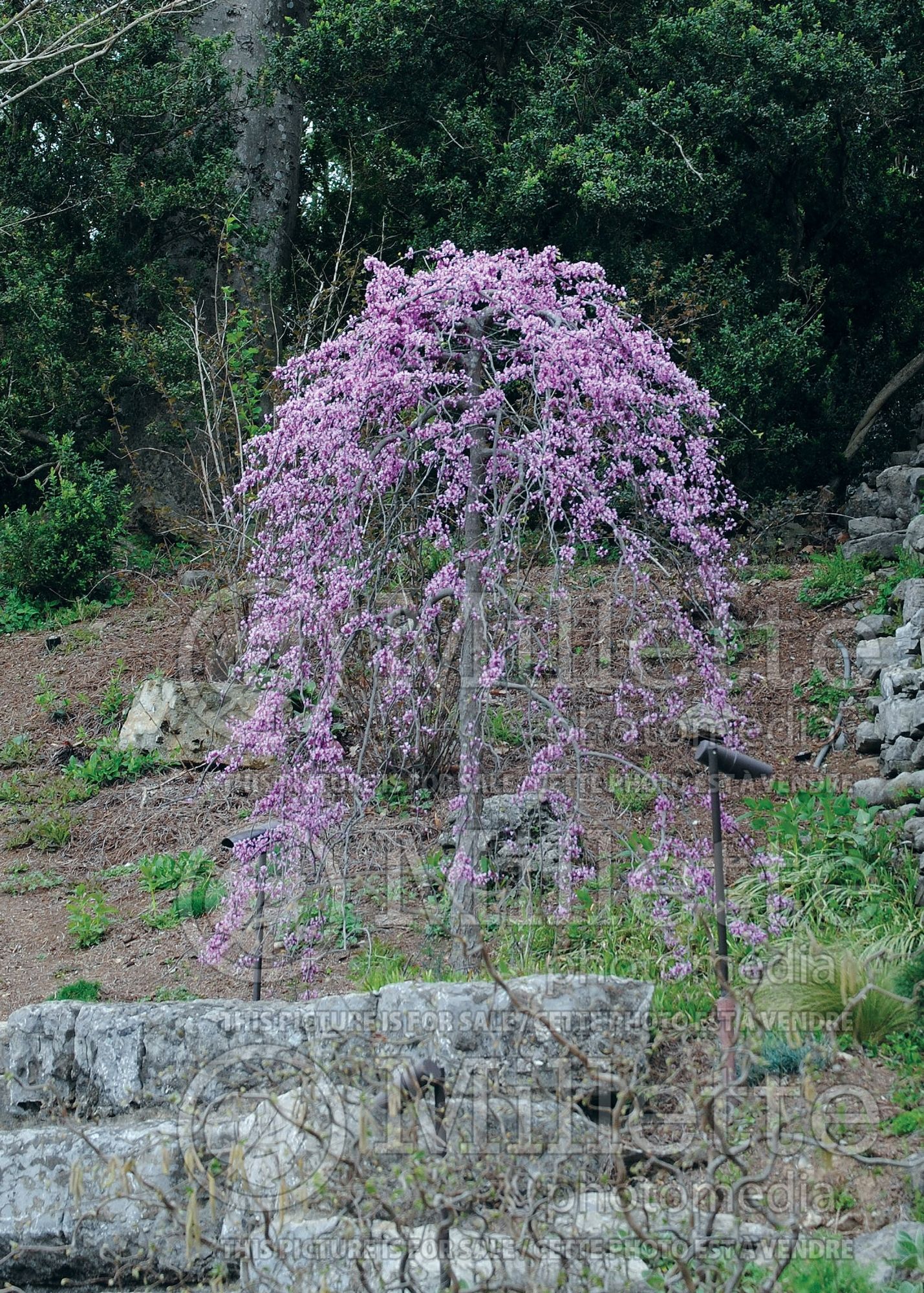Cercis Covey aka Lavender Twist (Redbud) 5