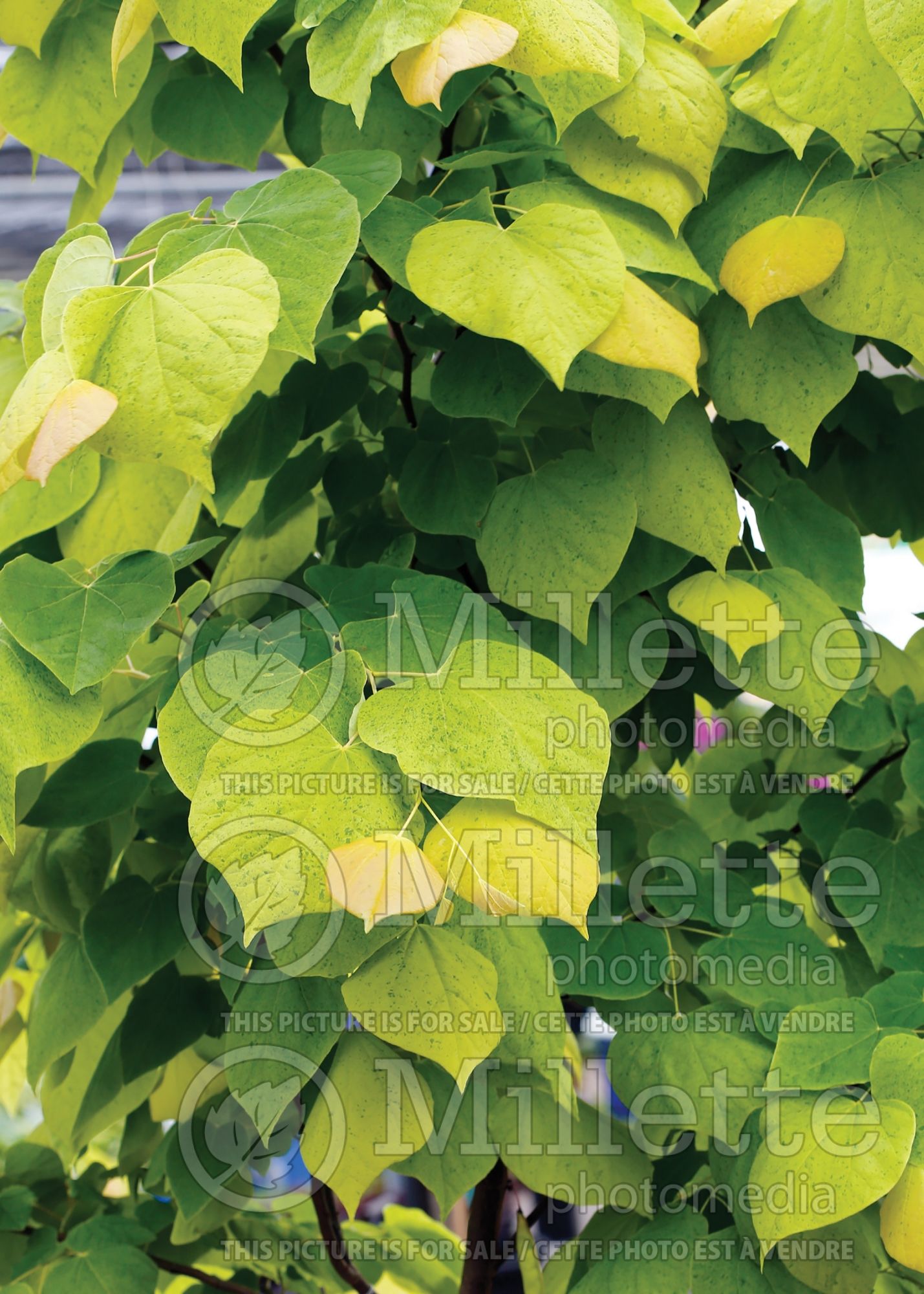 Cercis The Rising Sun (Redbud) 8