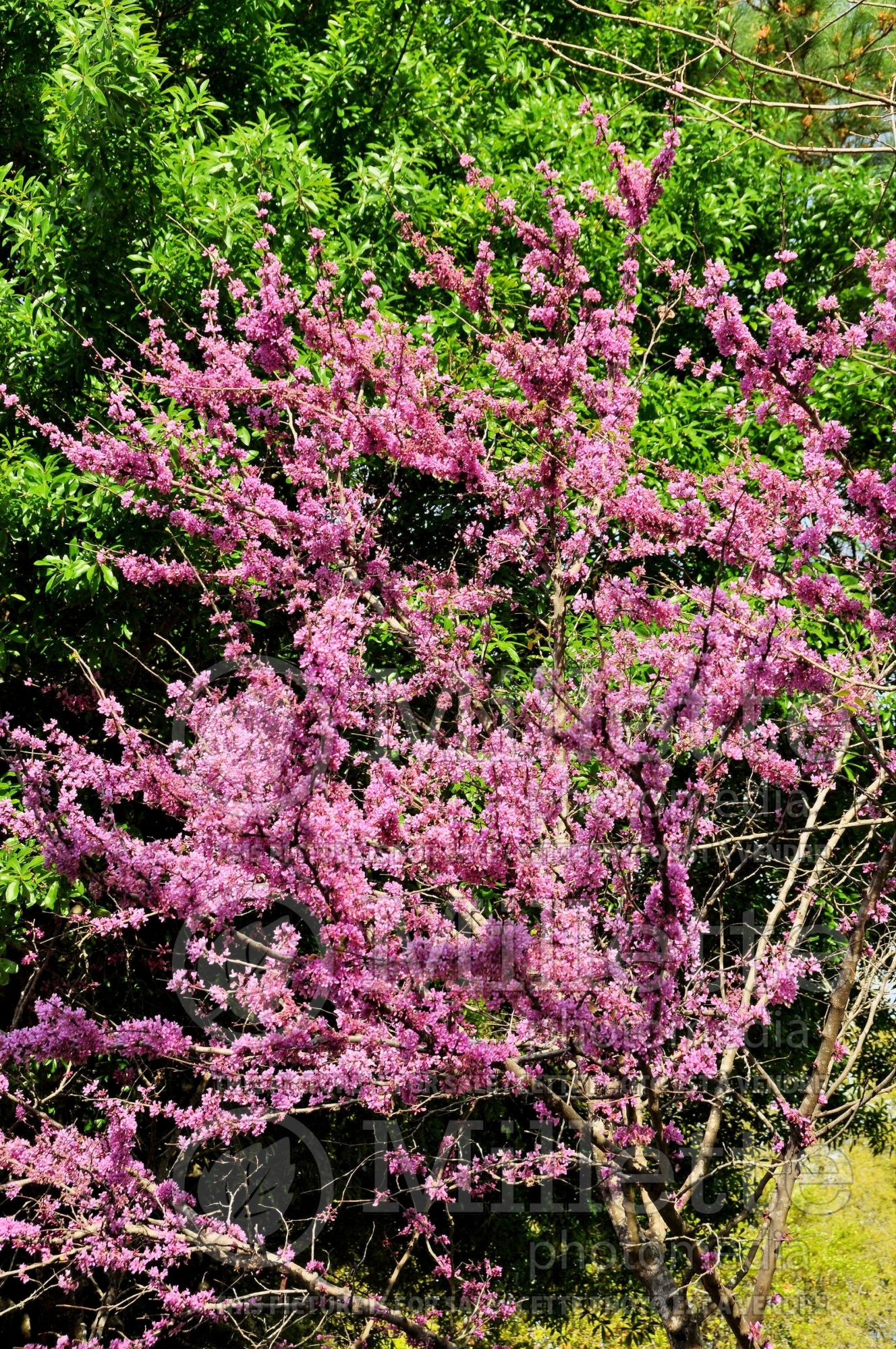 Cercis Don Egolf (Redbud) 1