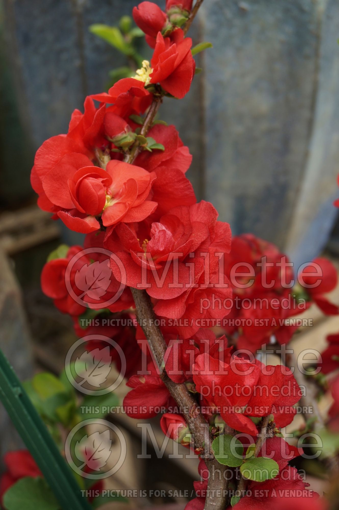 Chaenomeles Double Take Scarlet Storm (Quince) 2