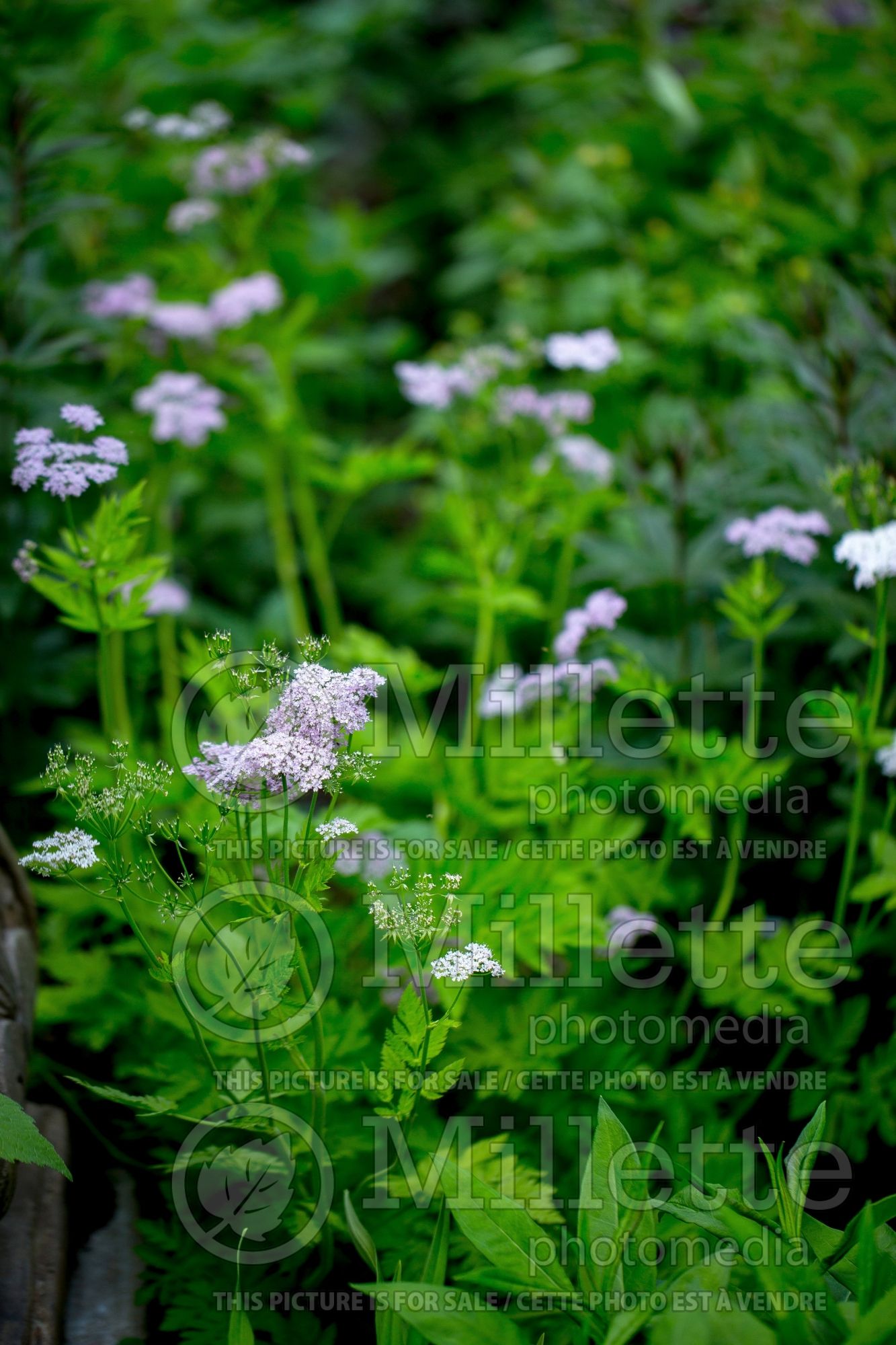 Chaerophyllum Roseum (hairy chervil) 4
