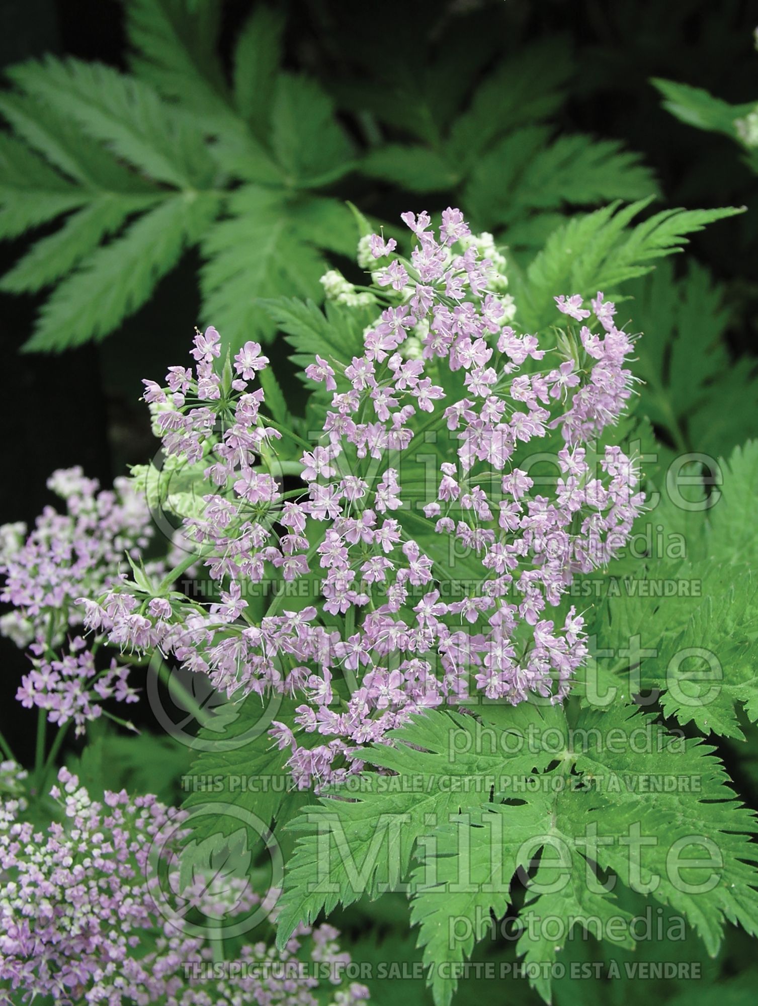 Chaerophyllum Roseum (hairy chervil) 3