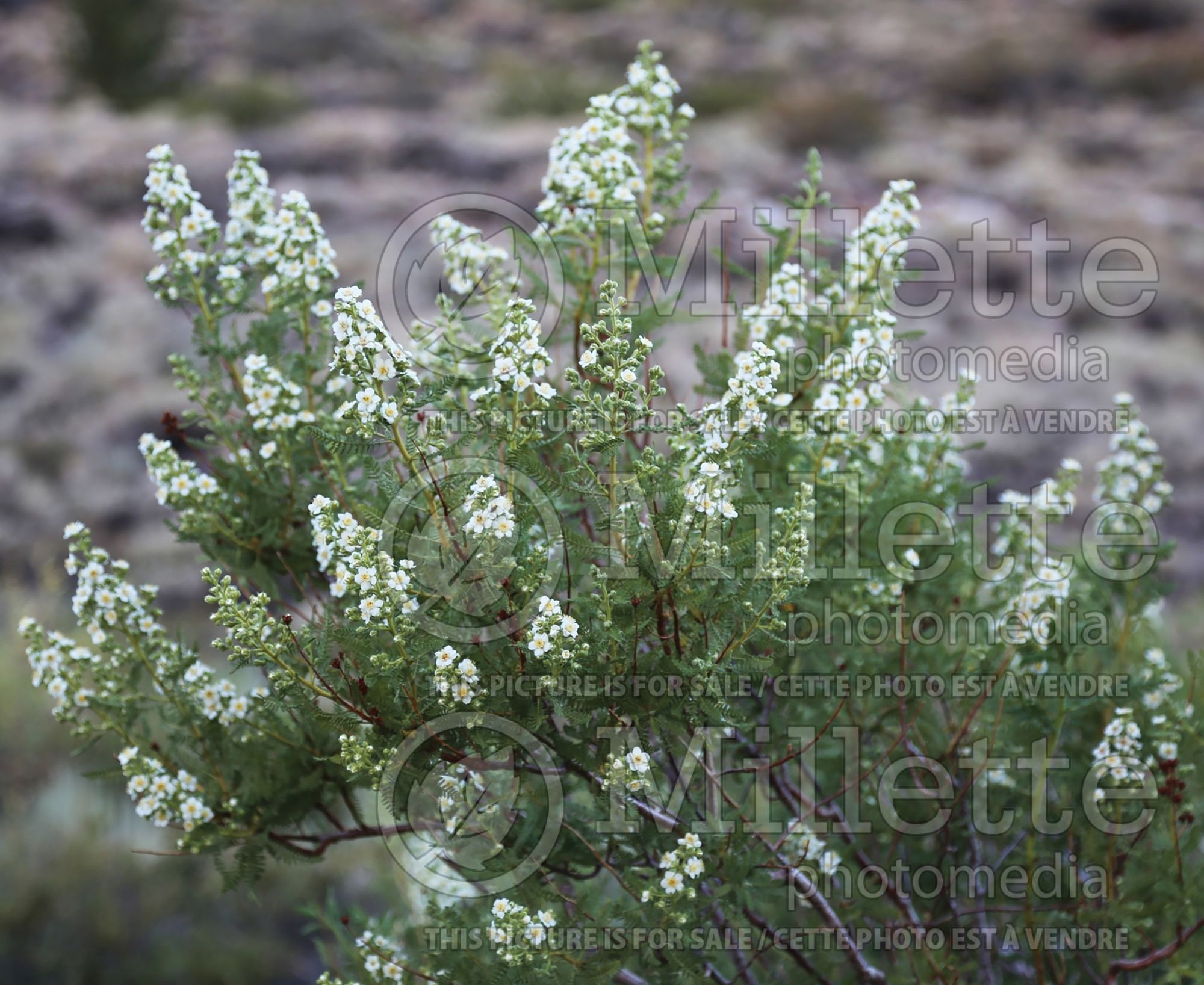 Chamaebatiaria millefolium (fern bush and desert sweet) 4