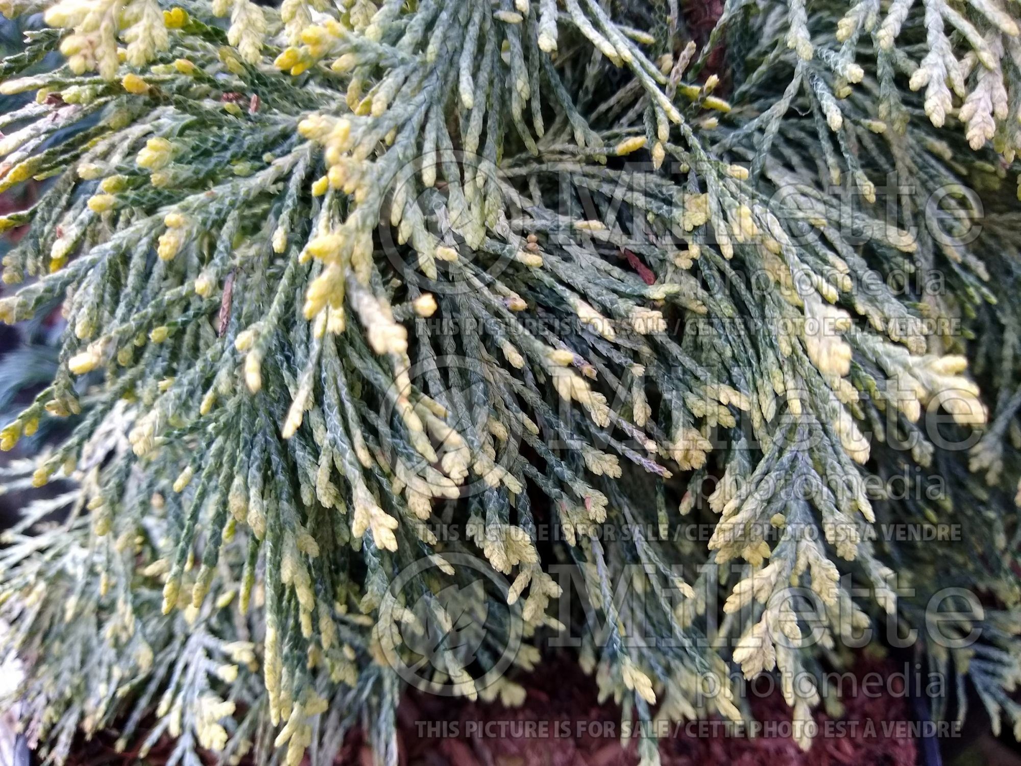 Chamaecyparis Summer Snow (False Cypress conifer) 1