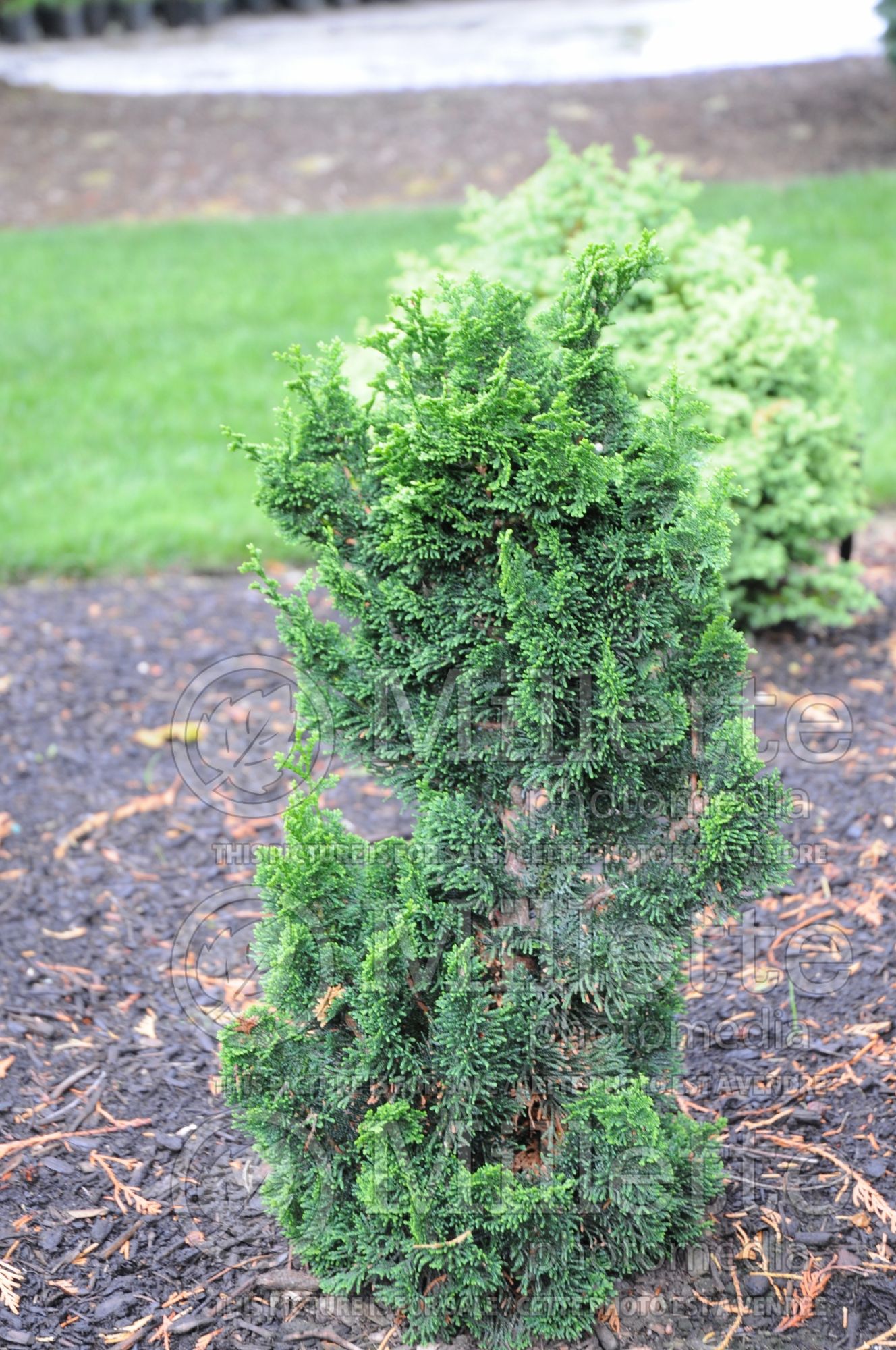 Chamaecyparis Bess (False Cypress conifer - Faux cyprès) 1
