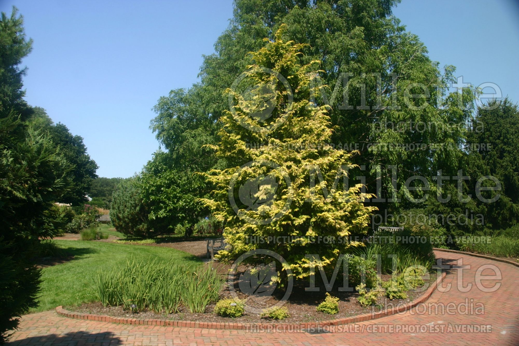 Chamaecyparis Crippsii (False Cypress conifer) 2