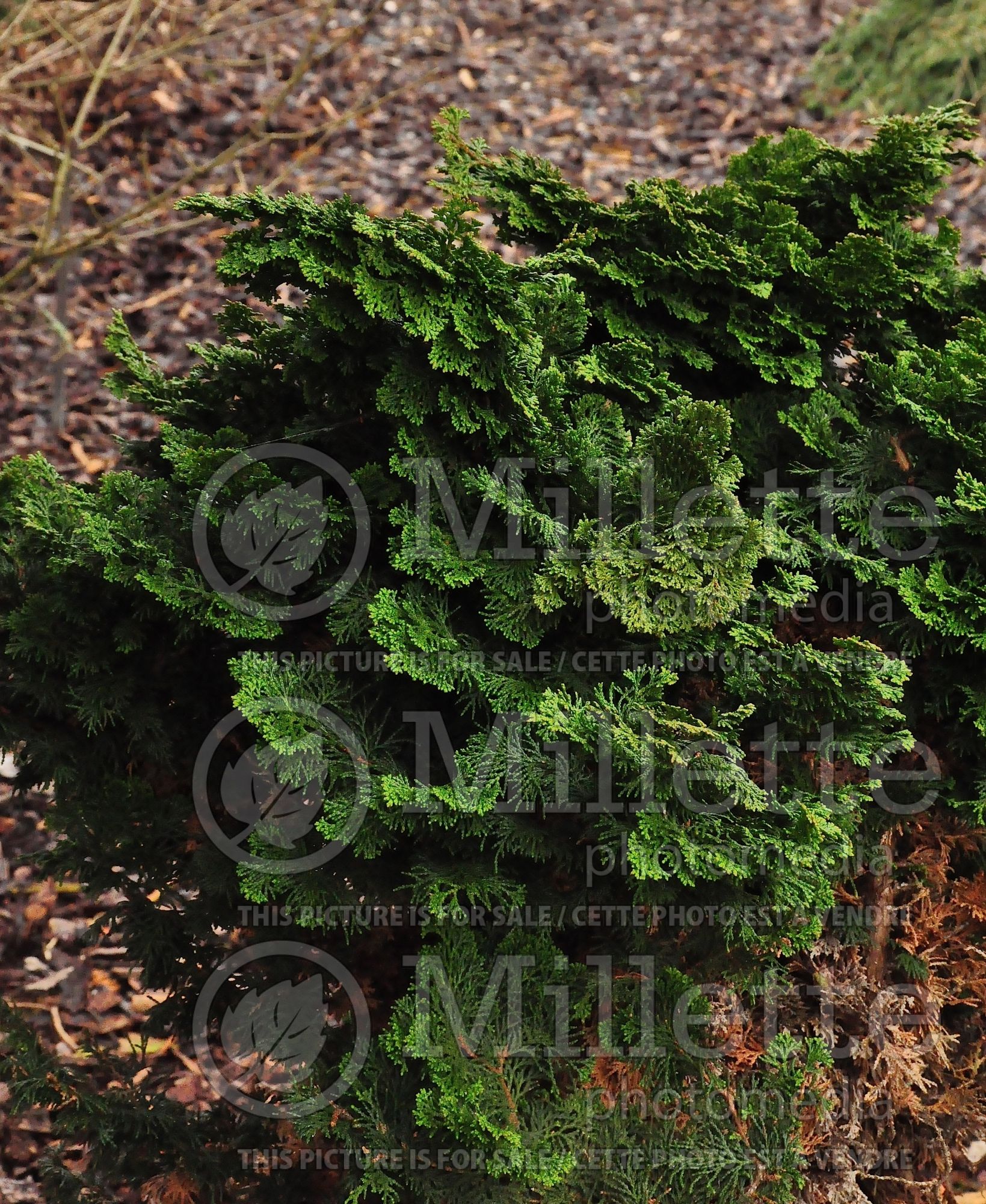 Chamaecyparis Hage (False Cypress conifer - Faux cyprès) 2
