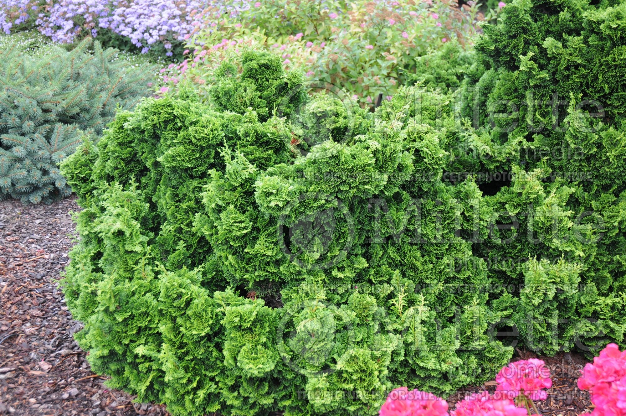 Chamaecyparis Hage (False Cypress conifer - Faux cyprès) 3
