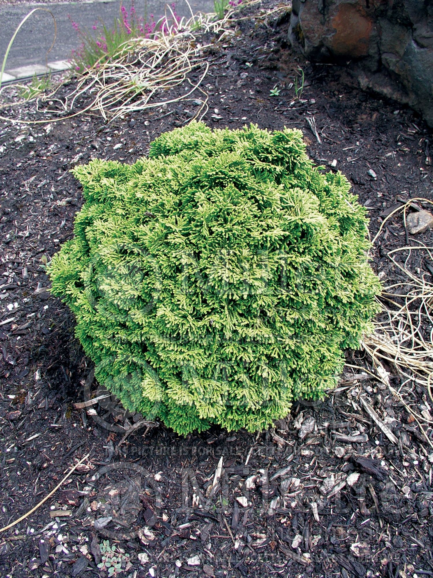 Chamaecyparis Hage (False Cypress conifer - Faux cyprès) 4