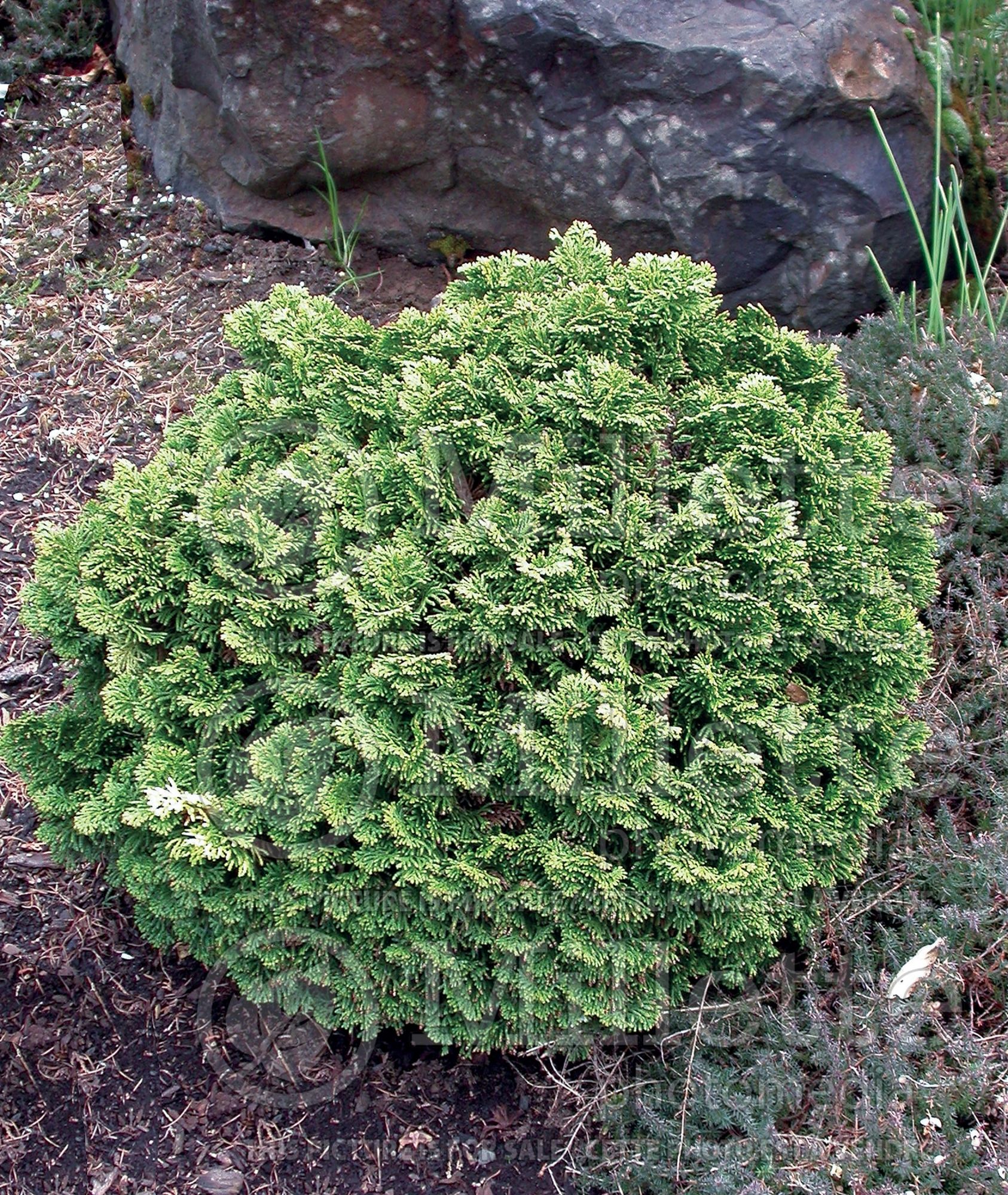 Chamaecyparis Hage (False Cypress conifer - Faux cyprès) 5