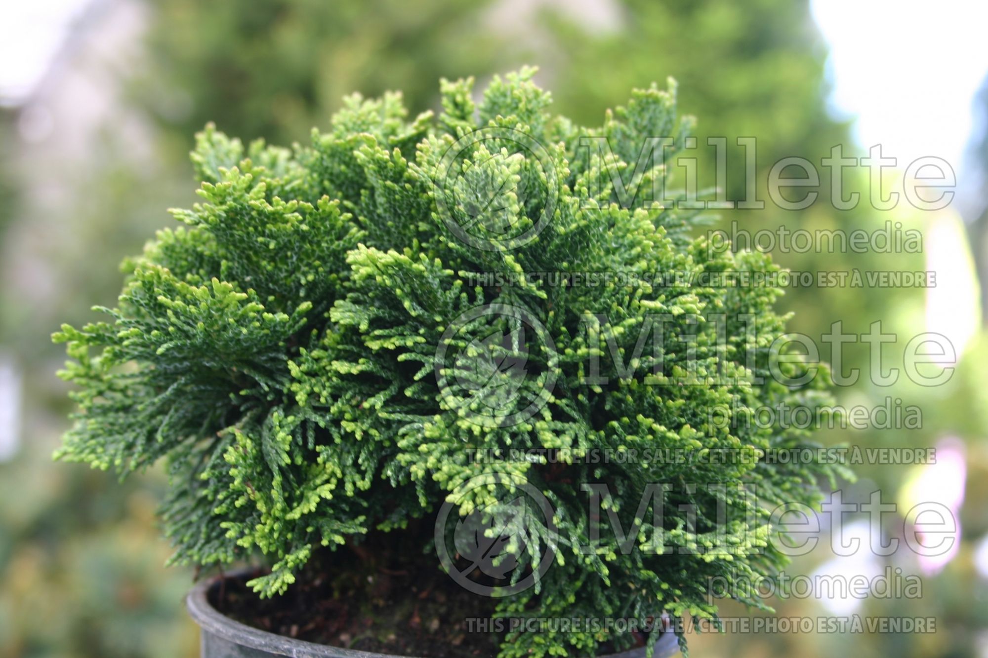 Chamaecyparis Nana (False Cypress conifer - Faux cyprès) 5