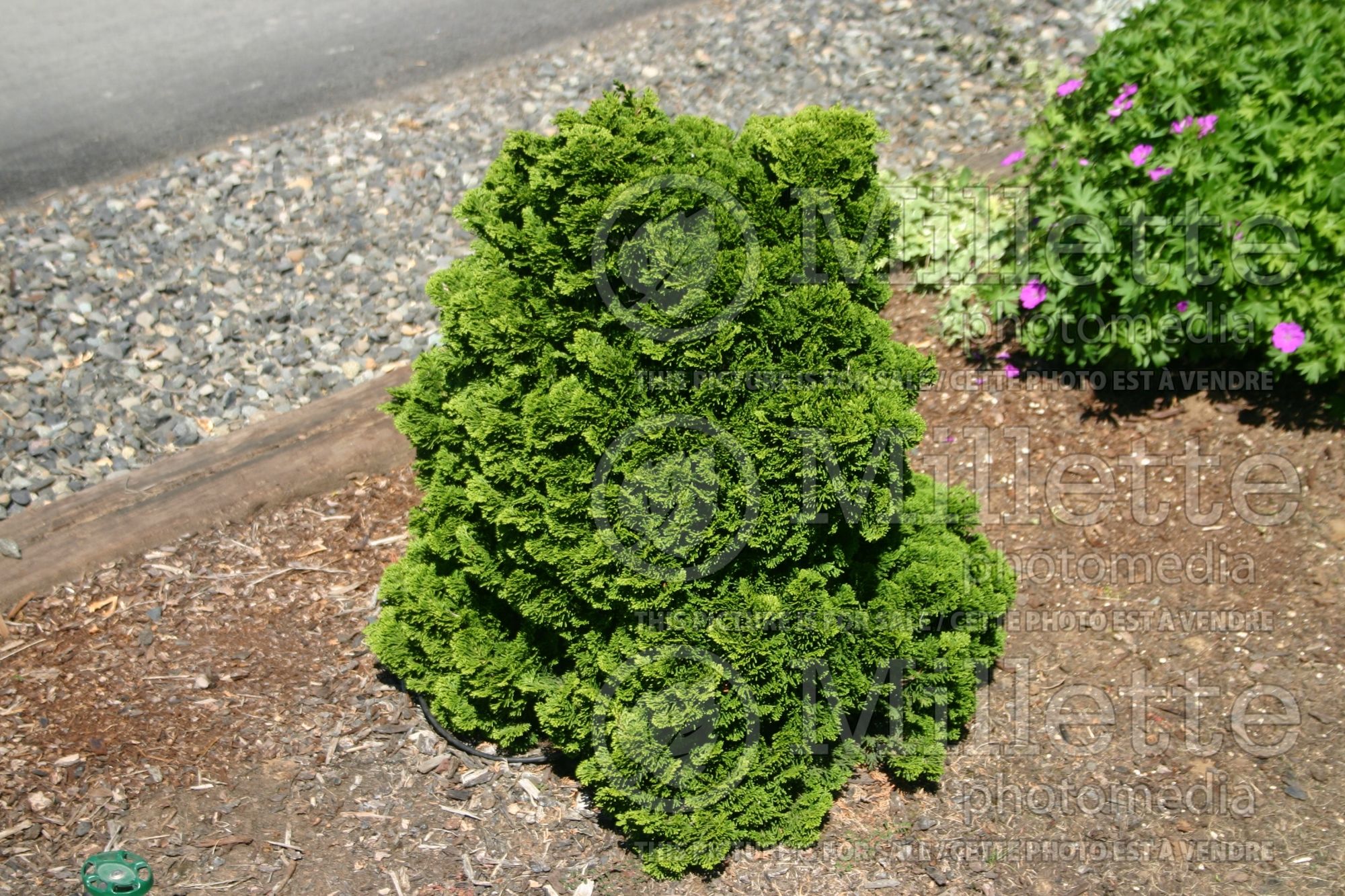 Chamaecyparis Nana (False Cypress conifer - Faux cyprès) 4