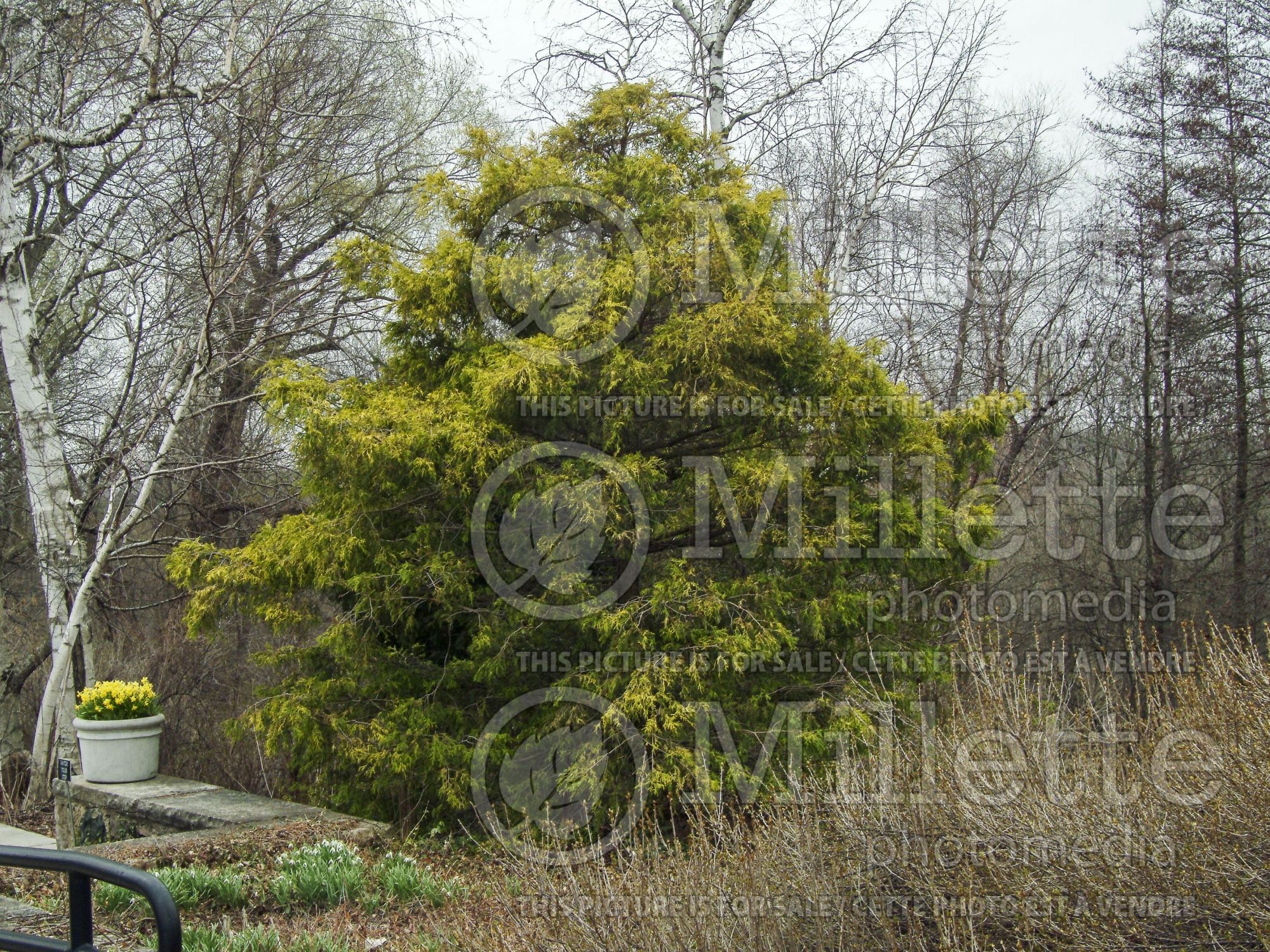 Chamaecyparis Filifera Aurea (False Cypress conifer) 4