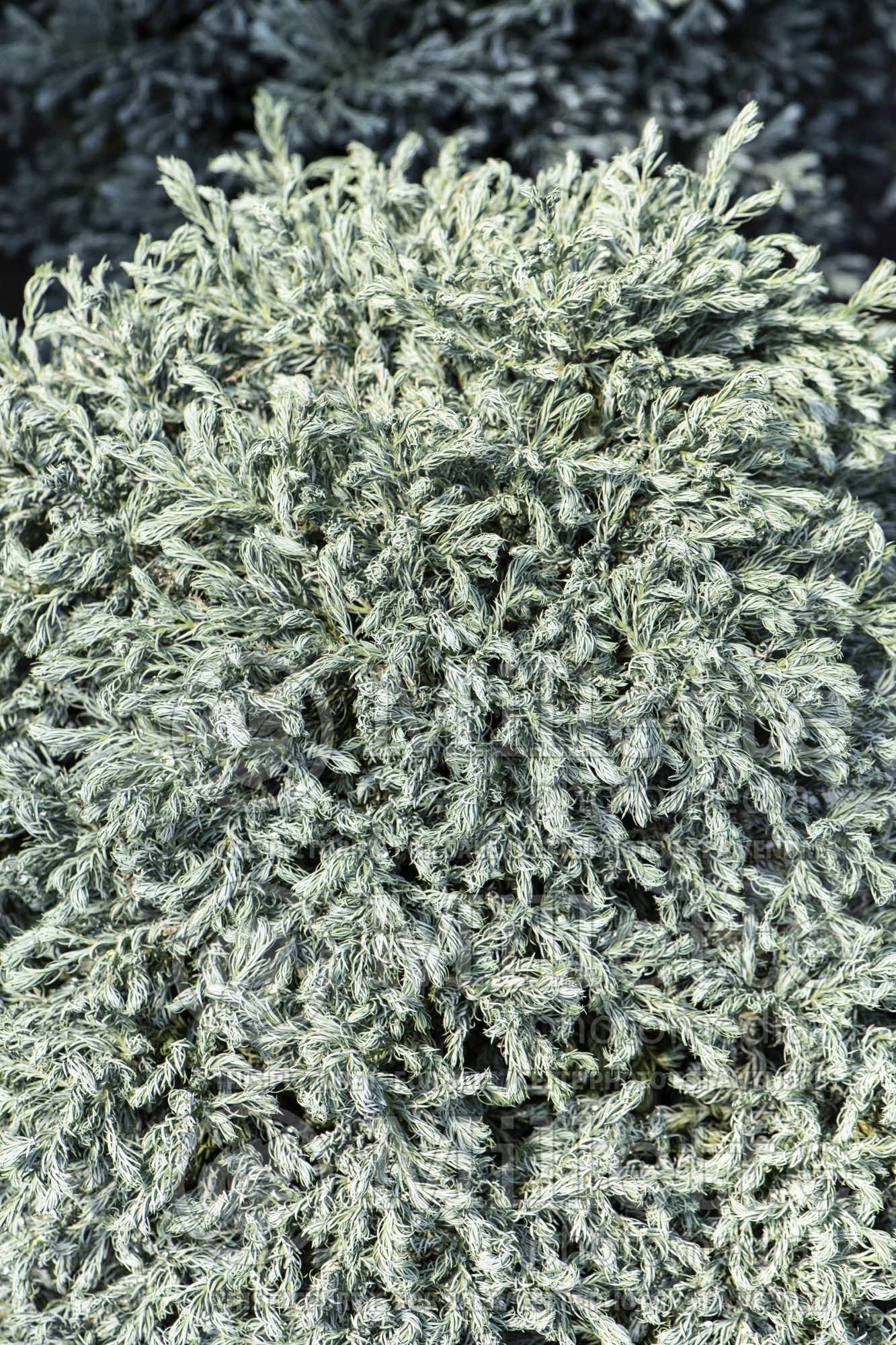 Chamaecyparis Curly Tops (Sawara False Cypress conifer) 2