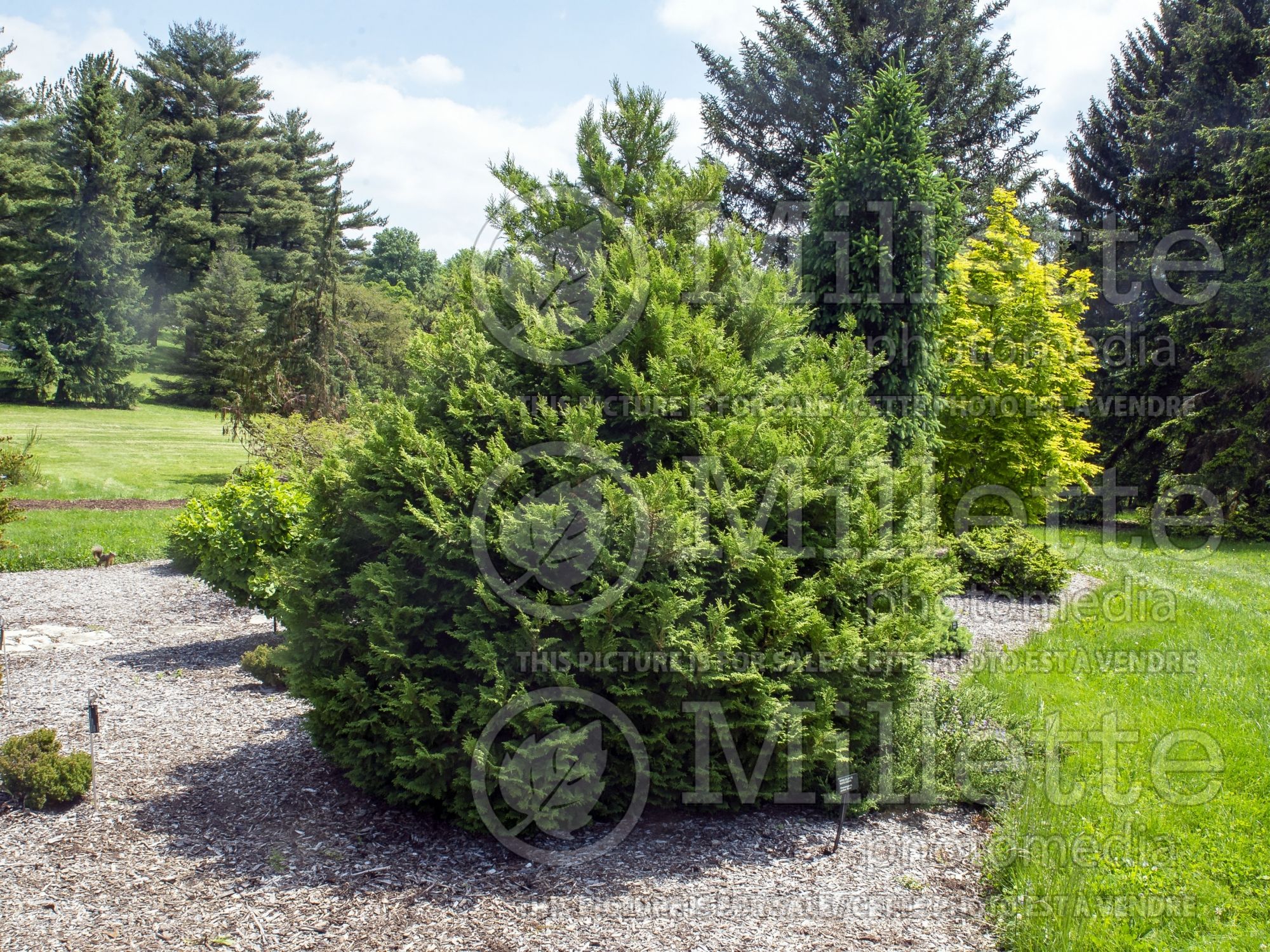 Chamaecyparis Shiva (False Cypress conifer) 3