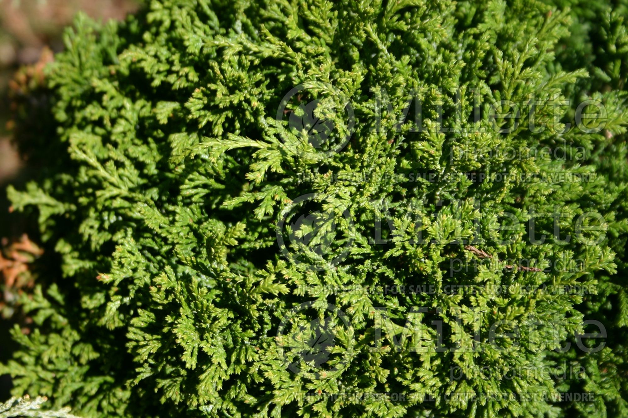 Chamaecyparis Tsukumo (False Cypress conifer - Faux cyprès) 5