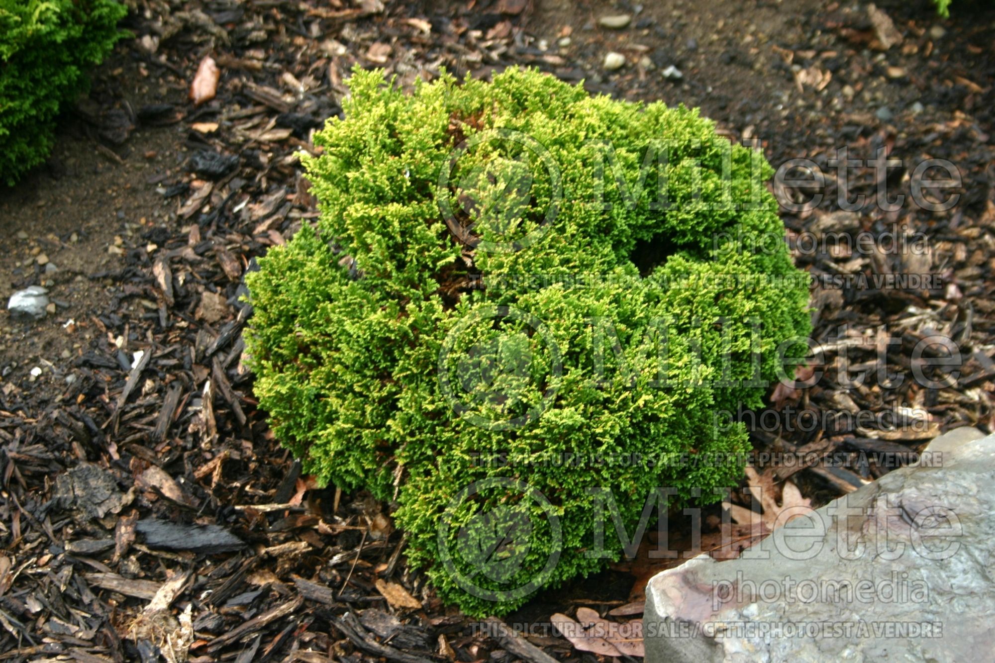 Chamaecyparis Tsukumo (False Cypress conifer - Faux cyprès) 4