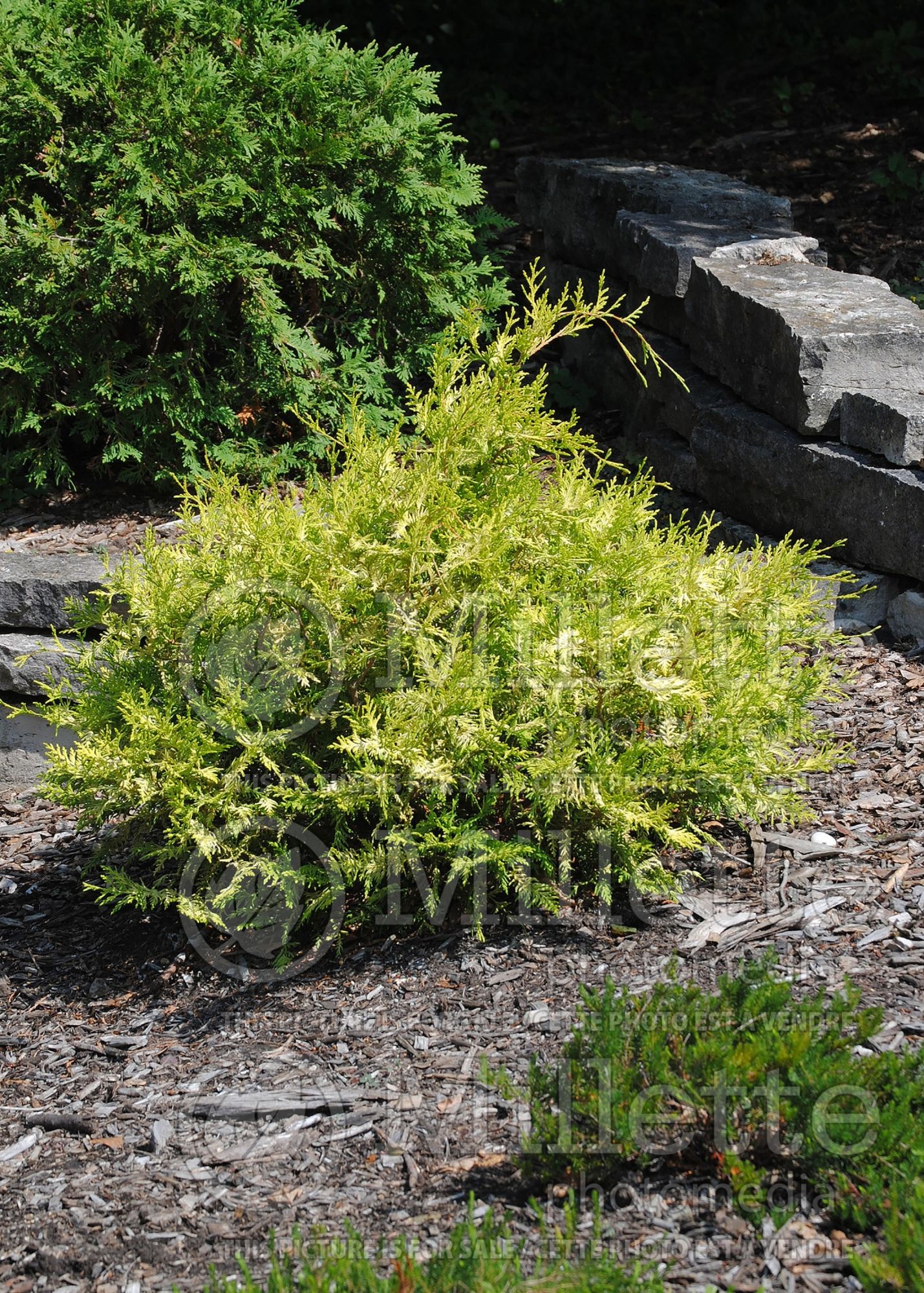 Chamaecyparis Vintage Gold (Sawara False Cypress conifer) 3