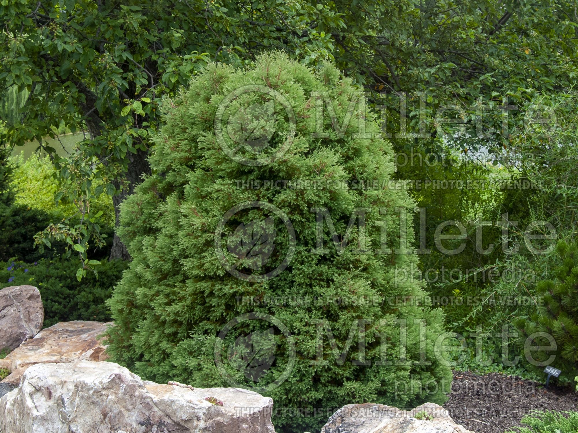 Chamaecyparis thyoides Heatherbun (False Cypress conifer) 3