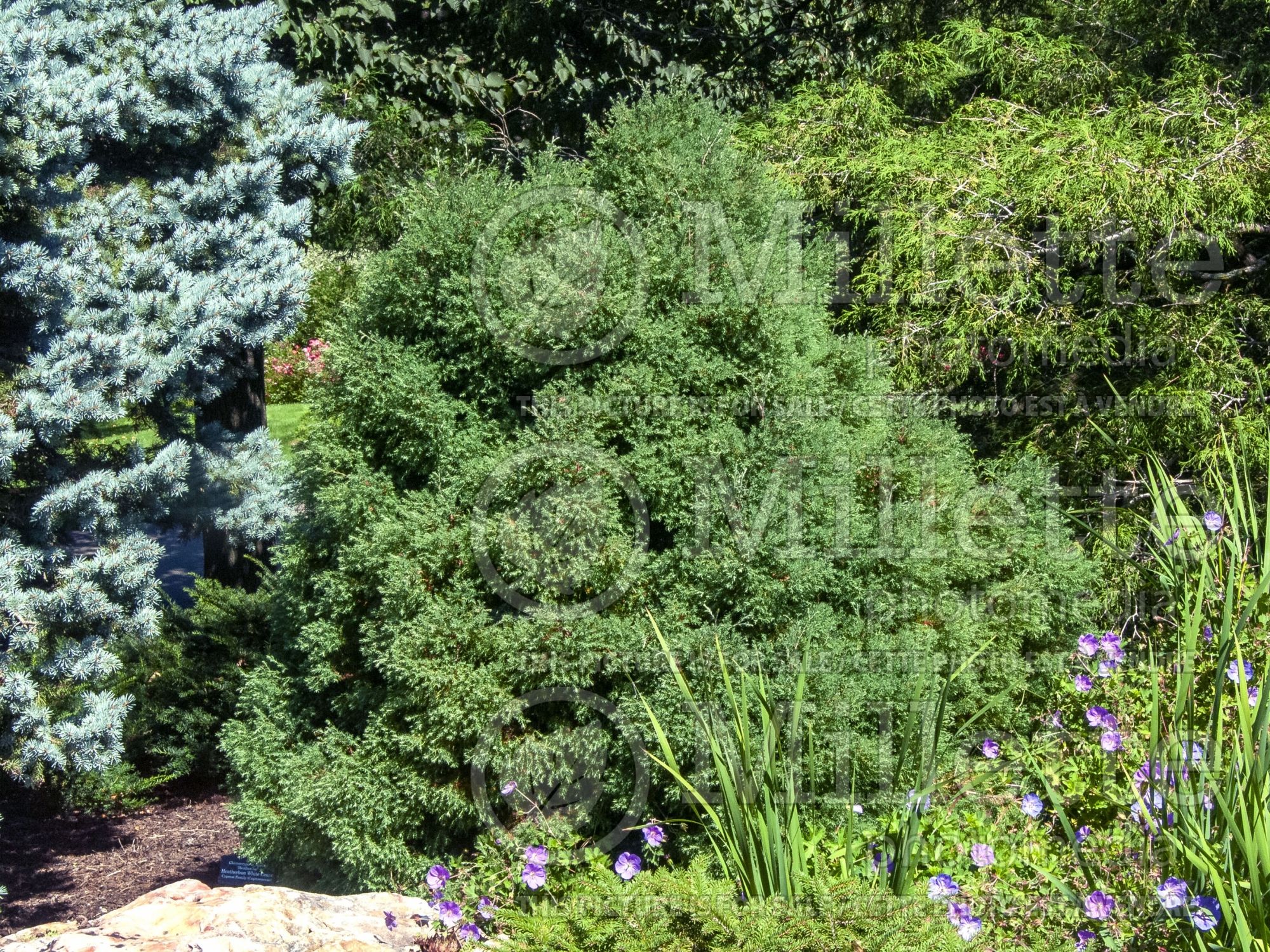 Chamaecyparis thyoides Heatherbun (False Cypress conifer) 4