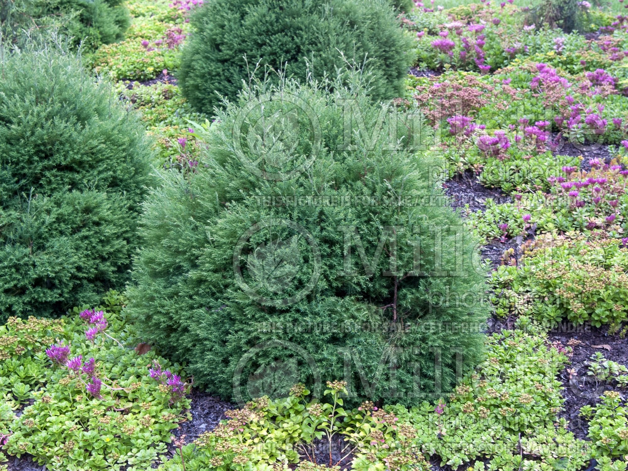 Chamaecyparis thyoides Heatherbun (False Cypress conifer) 5