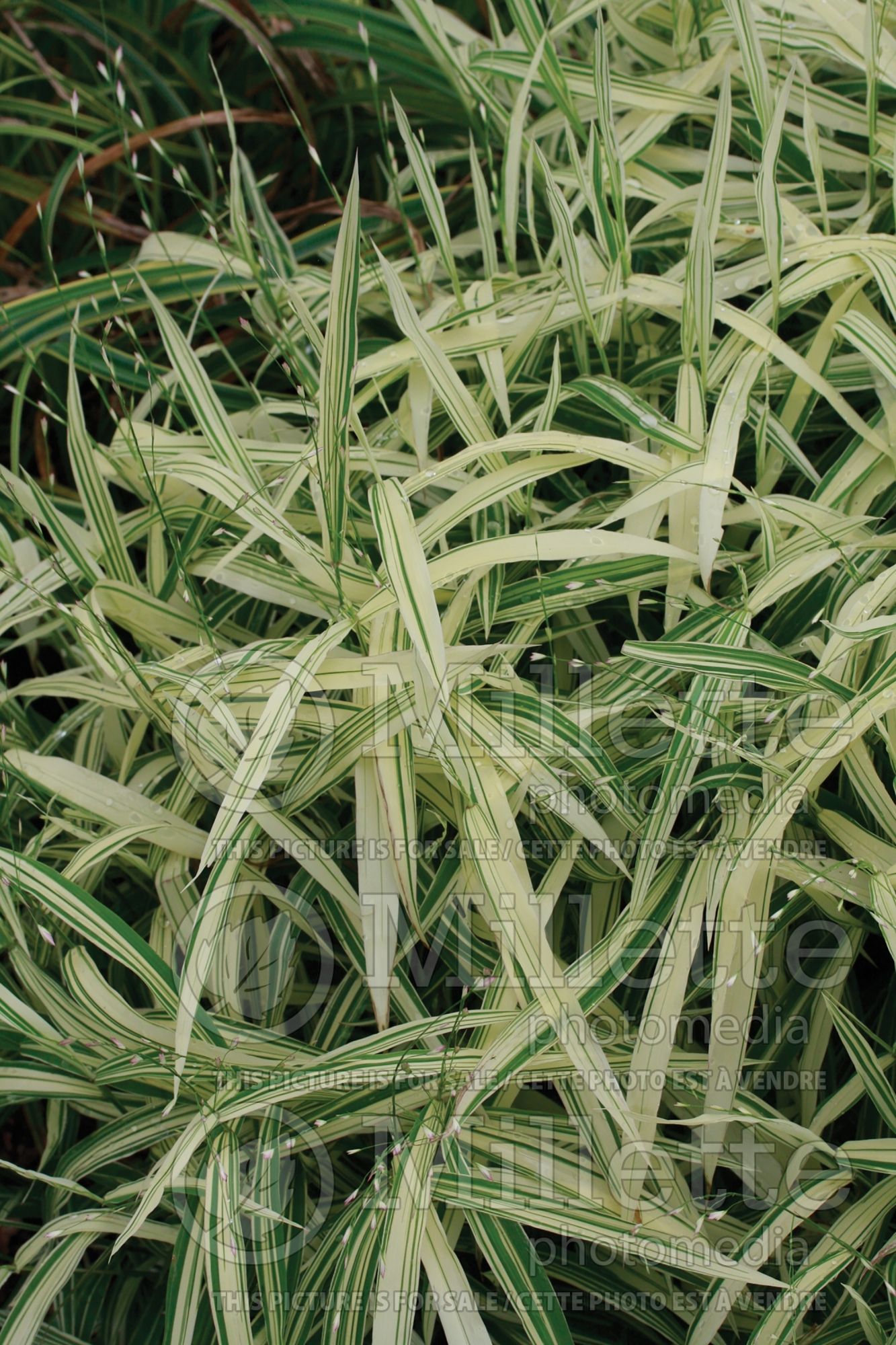 Chasmanthium River Mist (Sea Oats grass) 7
